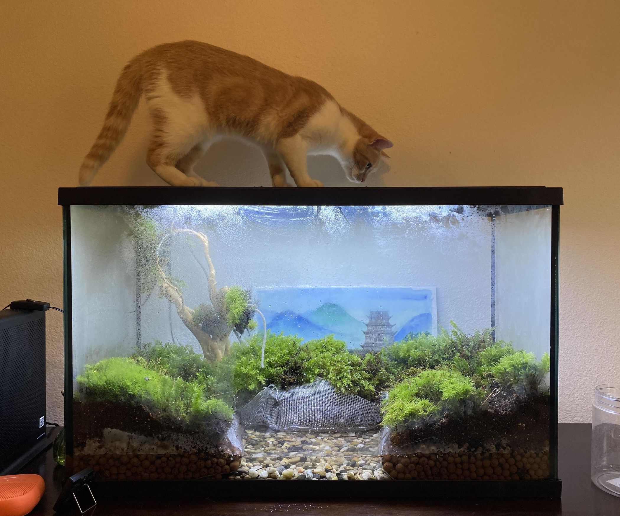 How to Build a Paludarium 7 Steps (with Pictures) Instructables