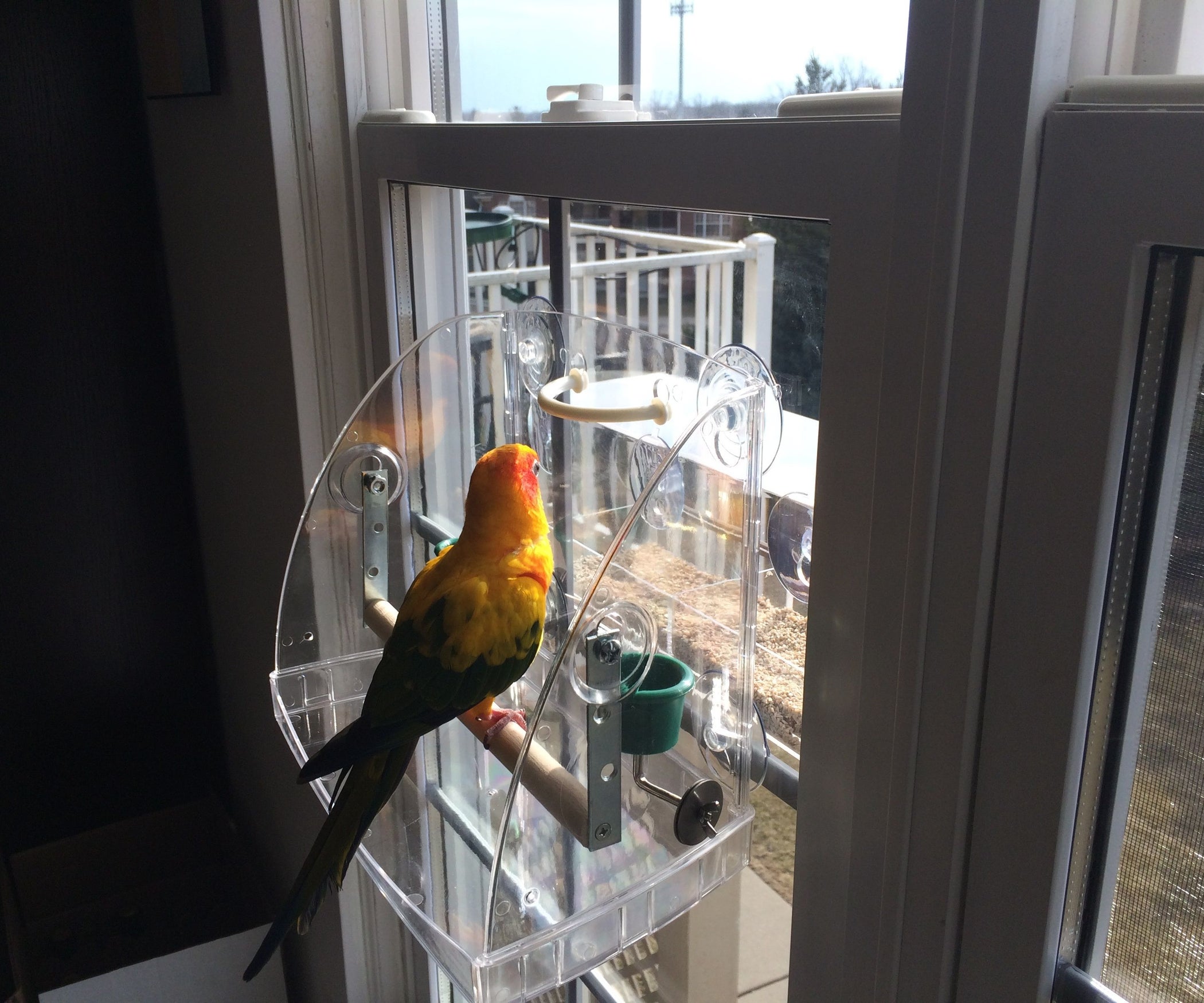 Bird Window Play Center Perch Modification for Larger Bird Instructables