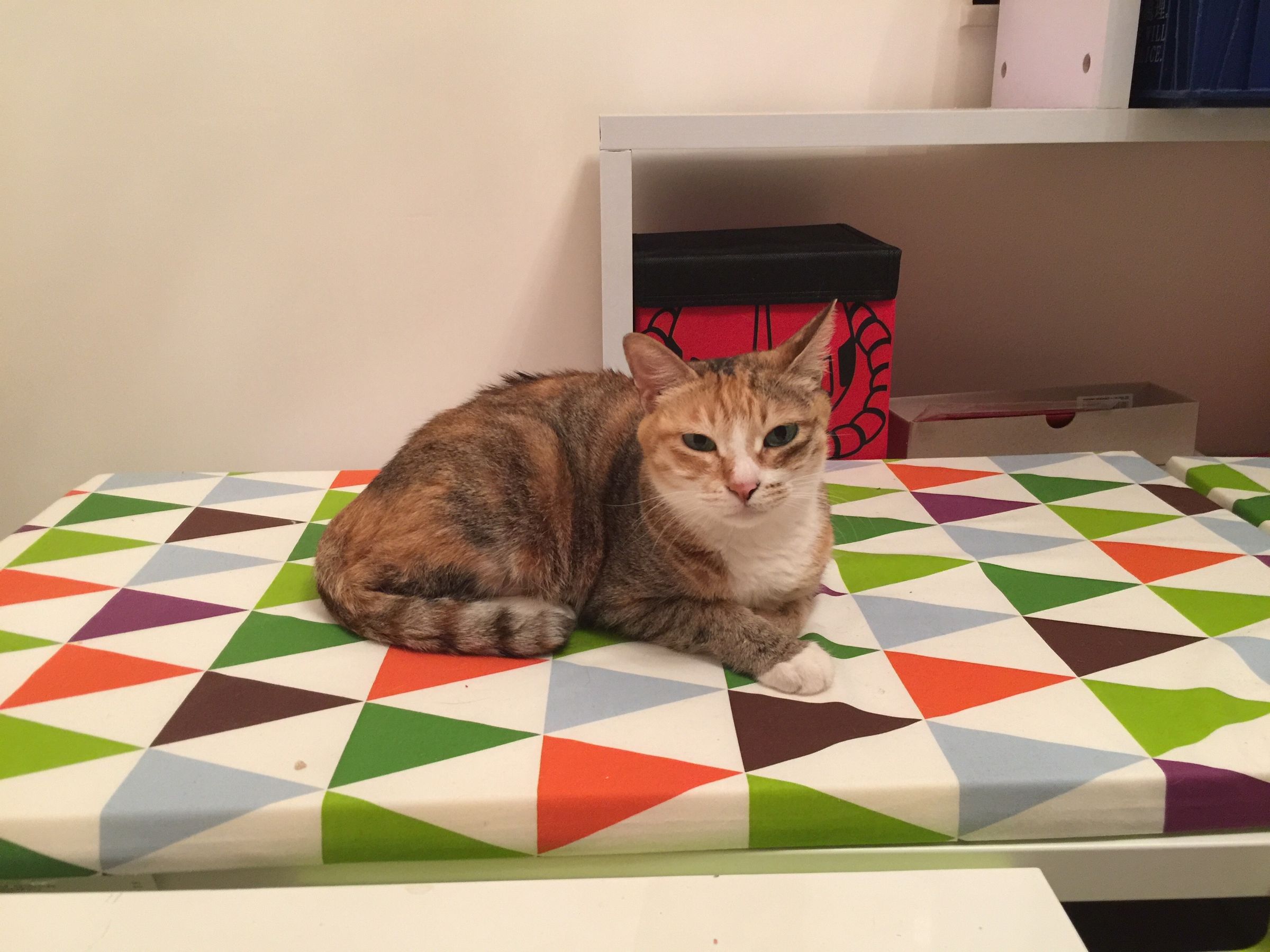 Easy Ikea Hack Cat Litter 3 Steps (with Pictures) Instructables