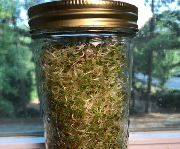 Sprouting Alfalfa Sprouts in a Mason Jar 4 Steps (with Pictures