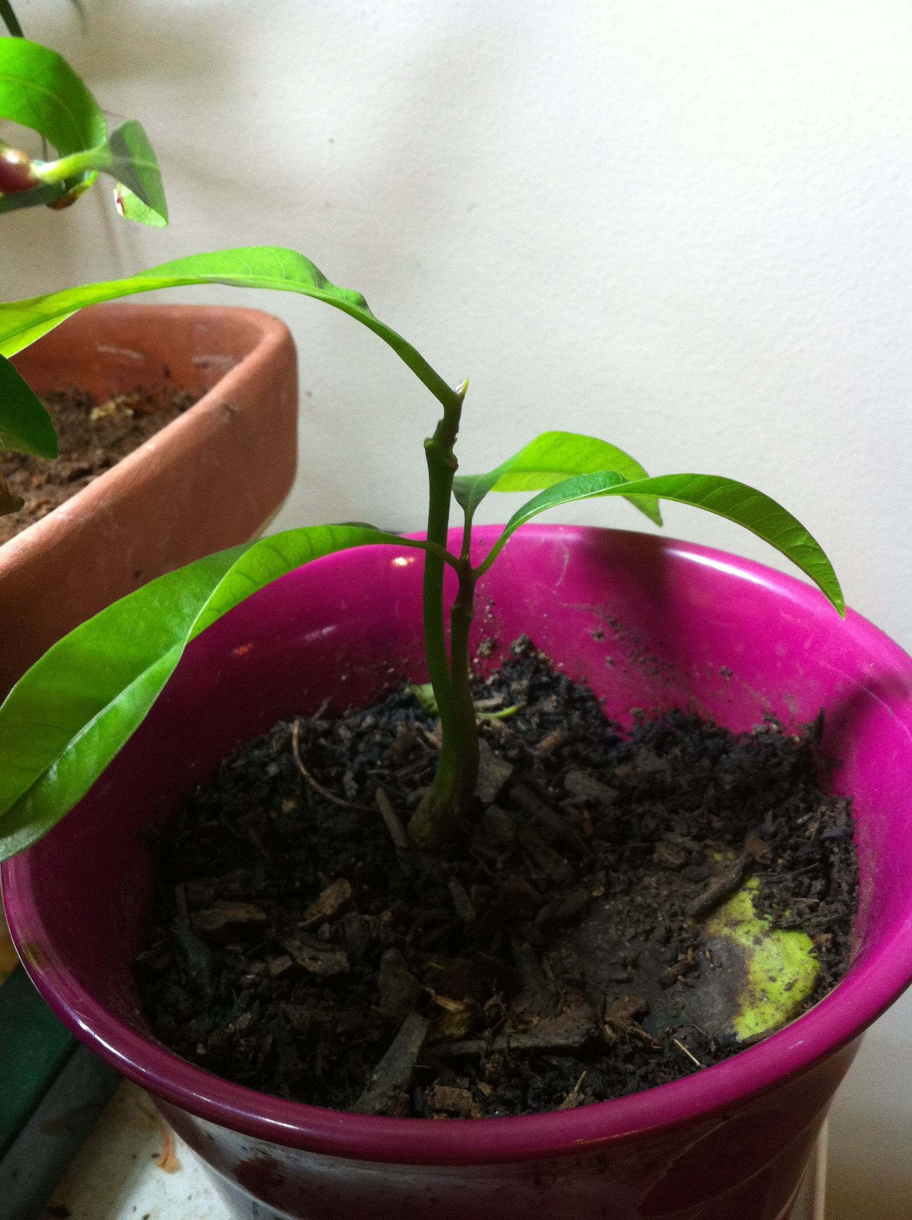 How to Grow a Mango Tree 4 Steps (with Pictures) Instructables