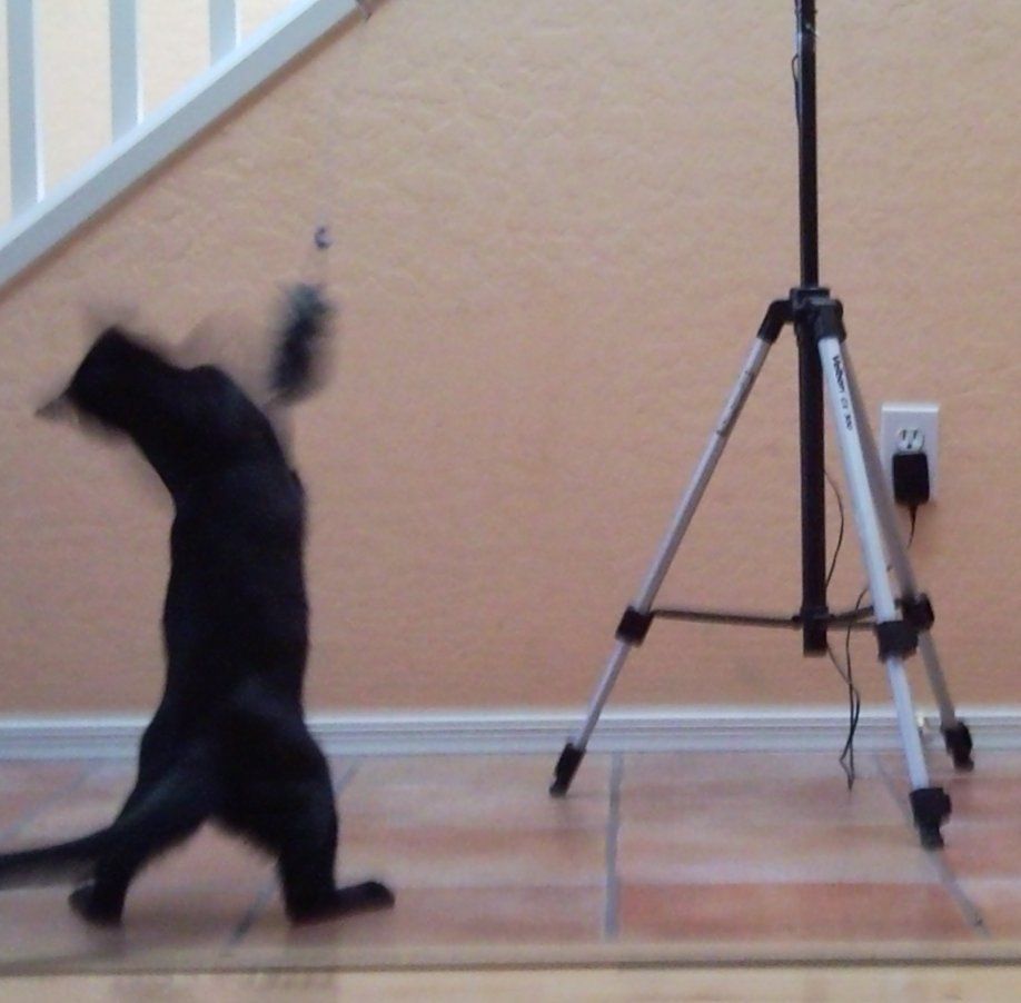 motion sensor cat toy
