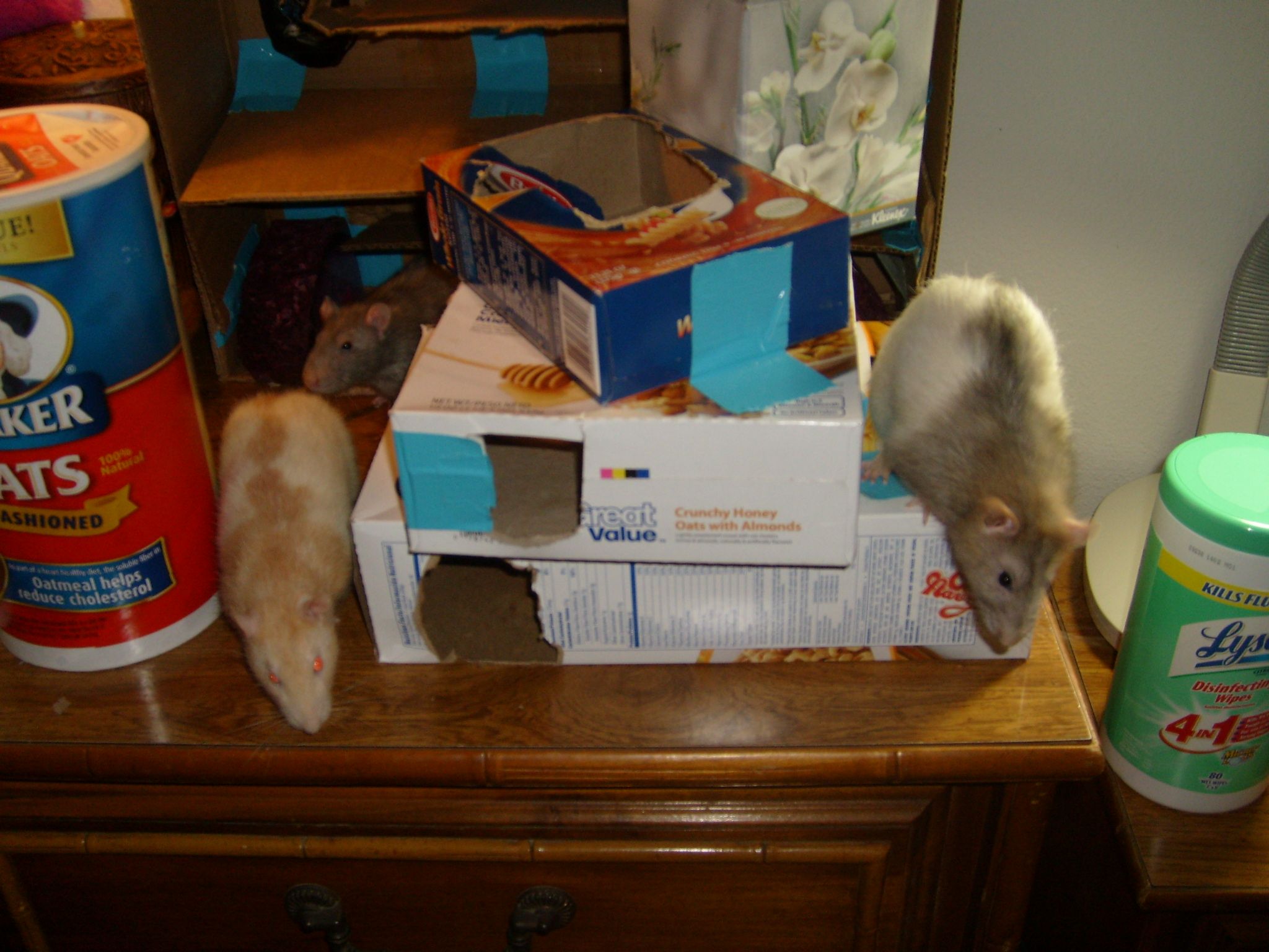 How To Pet Rats 8 Steps Instructables