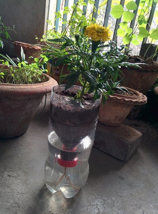 Recycled Bottle Self Watering Hydroponics 7 Steps With Pictures Instructables Recycled Bottle Self Watering Hydroponics 7 Steps With Pictures Instructables