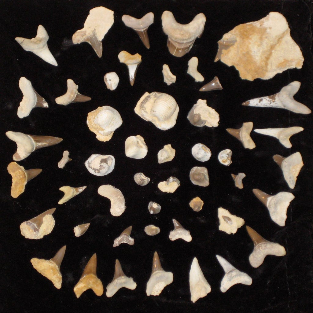 How to Find Shark Teeth : 10 Steps (with Pictures) - Instructables