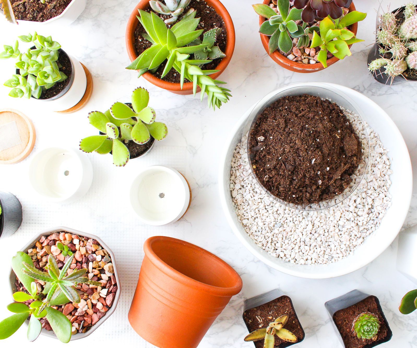 How to Repot Container Plants 8 Steps (with Pictures