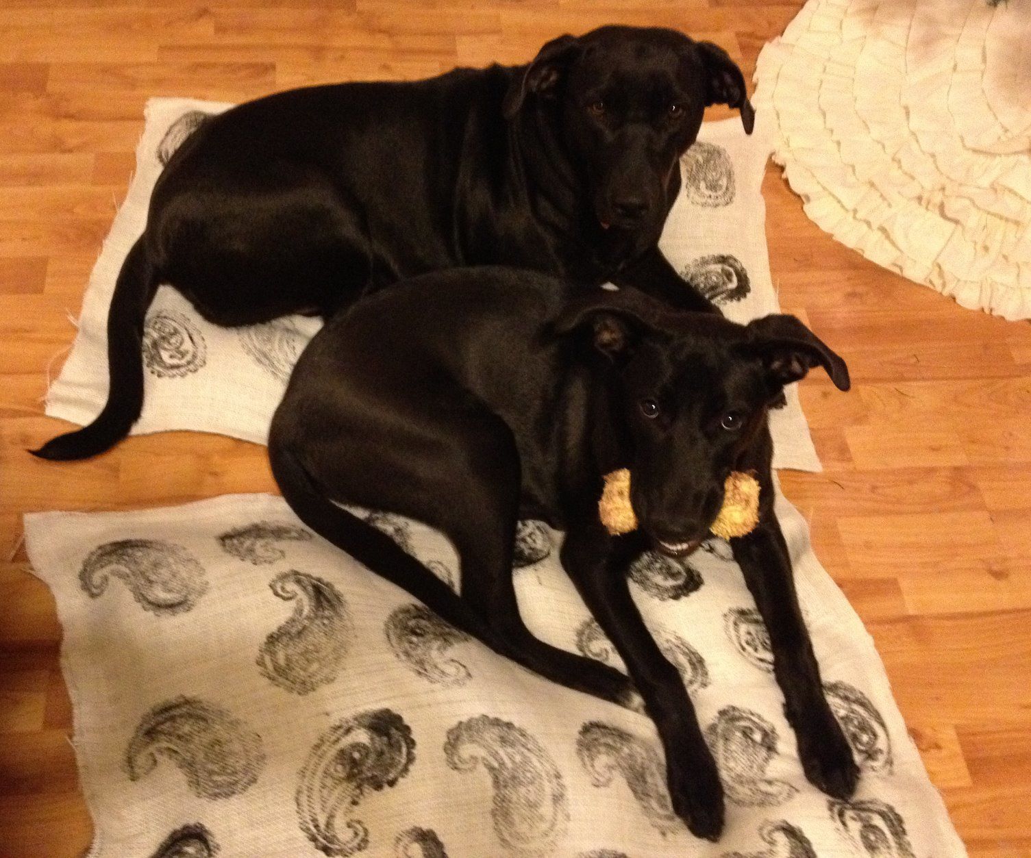 No Sew Dog Beds