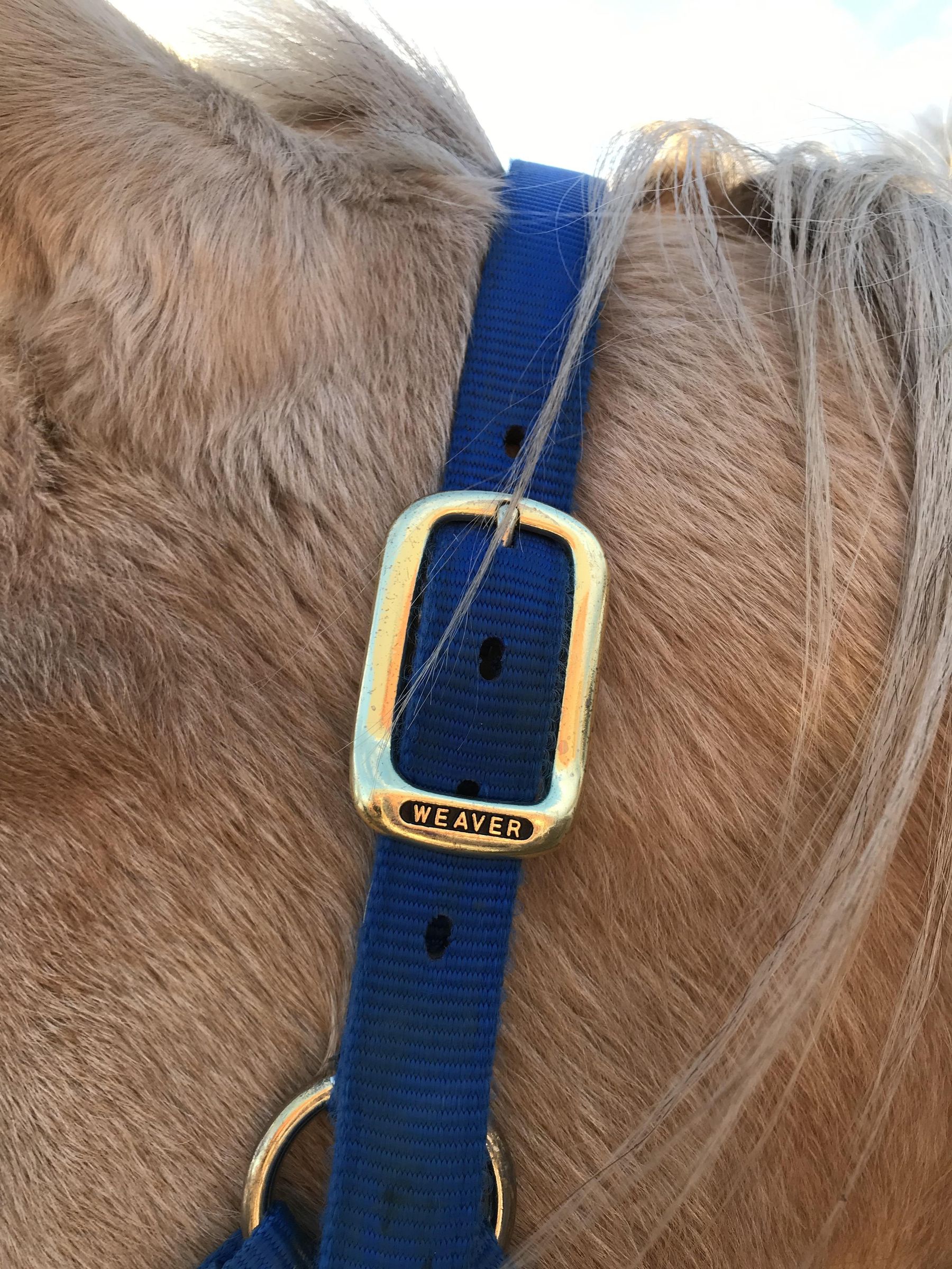 How to Properly Halter a Horse Introduction 5 Steps (with Pictures
