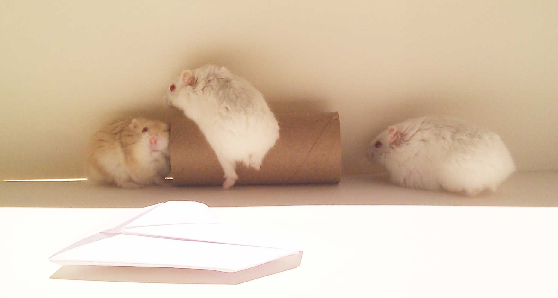 foster hamsters near me