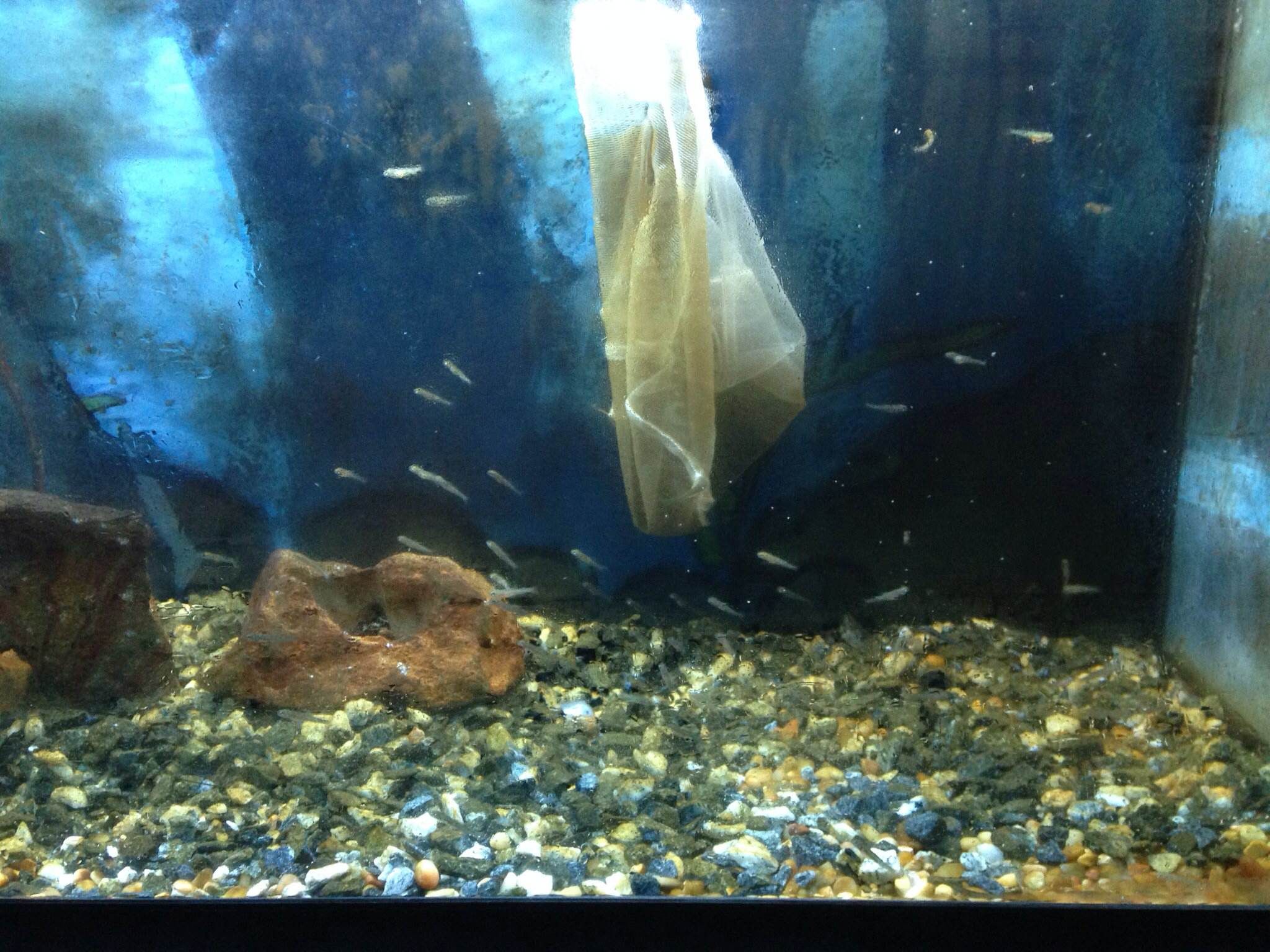 Aquaponics + Trout in the Classroom 4 Steps Instructables