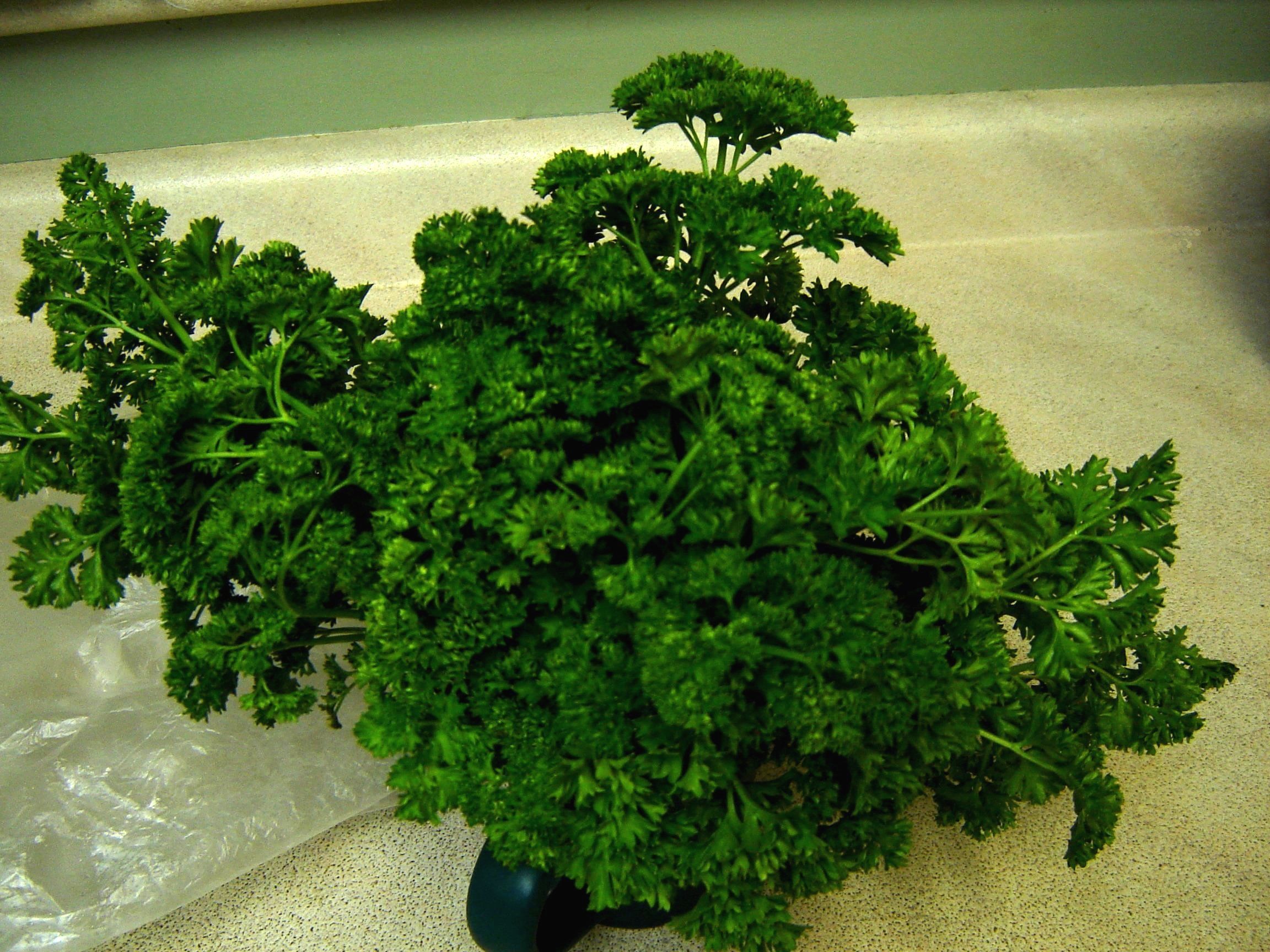 How to Keep Fresh Herbs Fresh