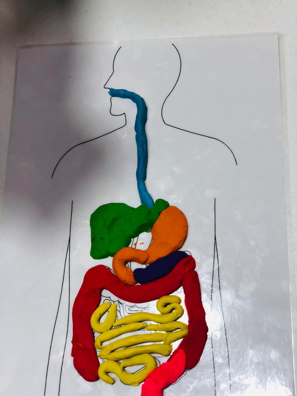 Our Digestive System 3 Steps Instructables Our Digestive System 3 Steps Instructables