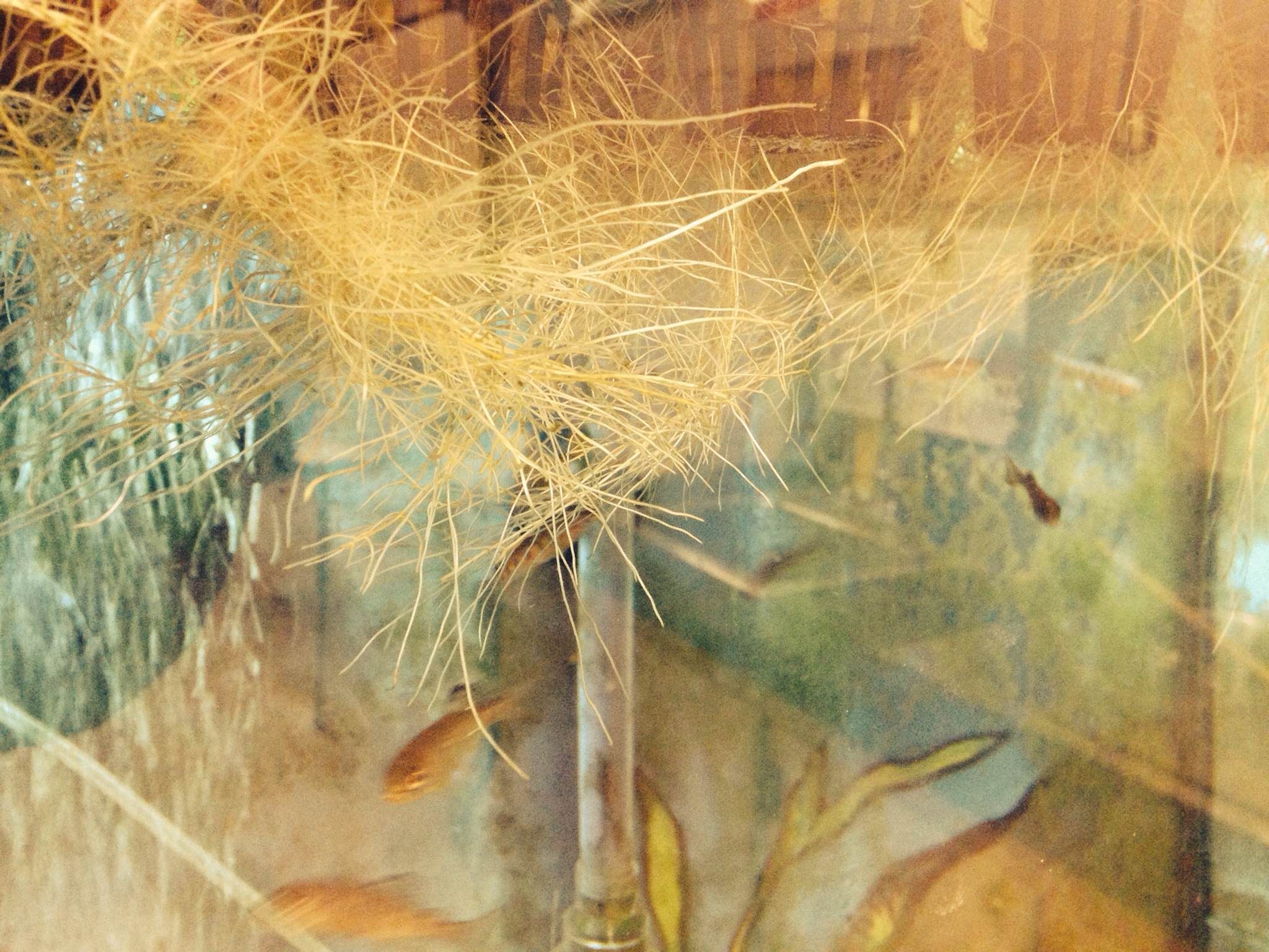 Aquaponics + Trout in the Classroom 4 Steps Instructables