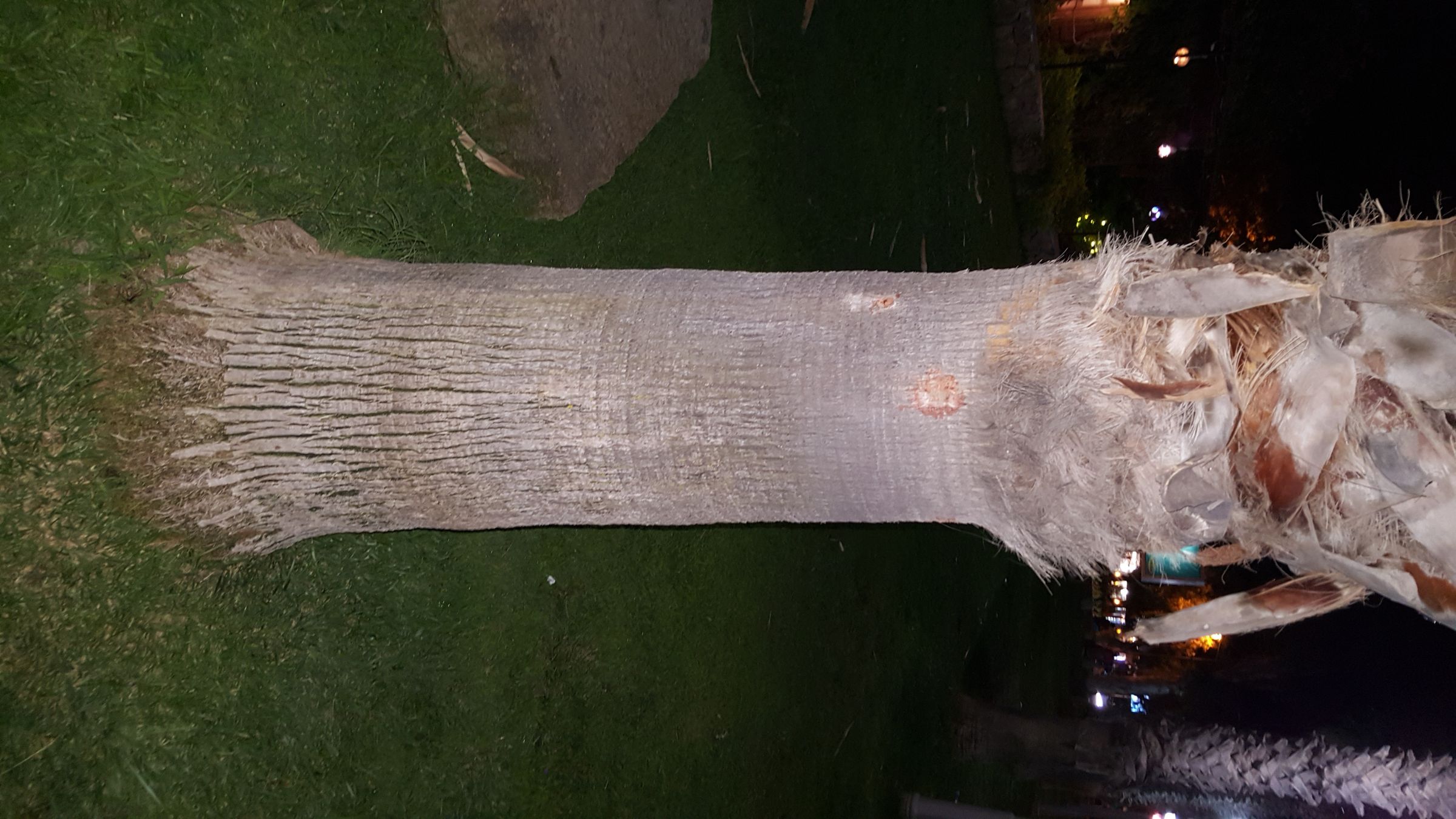 How to Cut Palm Tree's Leaves 10 Steps (with Pictures) Instructables