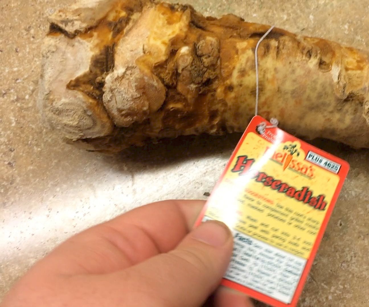 How to Grow Horseradish From a Root You Buy at the Grocery Store 5