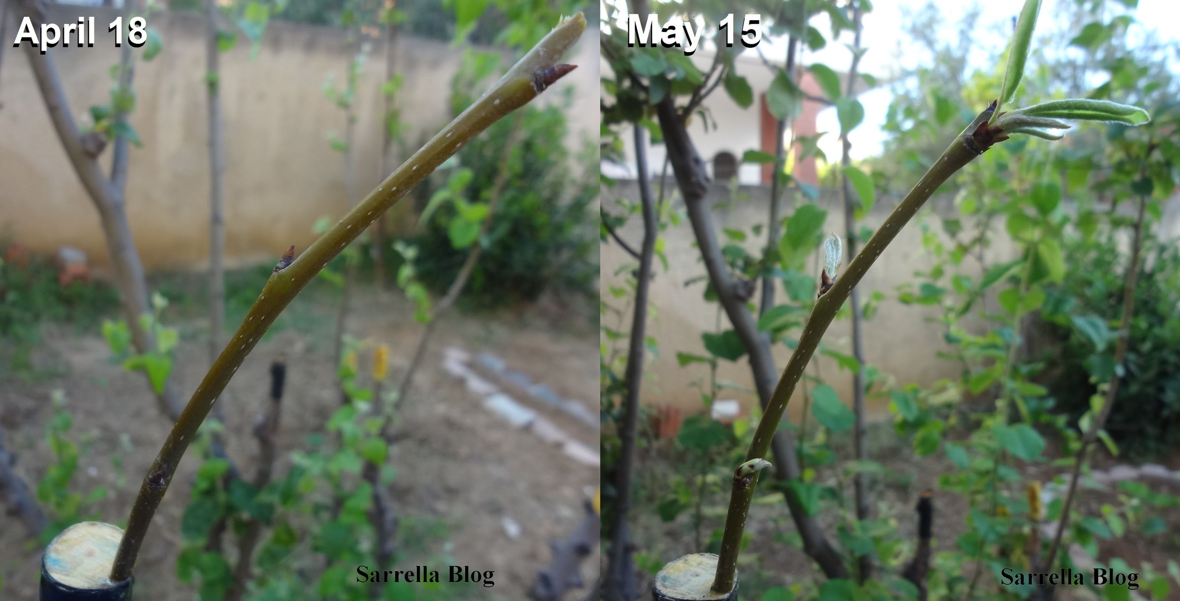 Grafting a Pear Scion to a Quince Tree 14 Steps (with Pictures