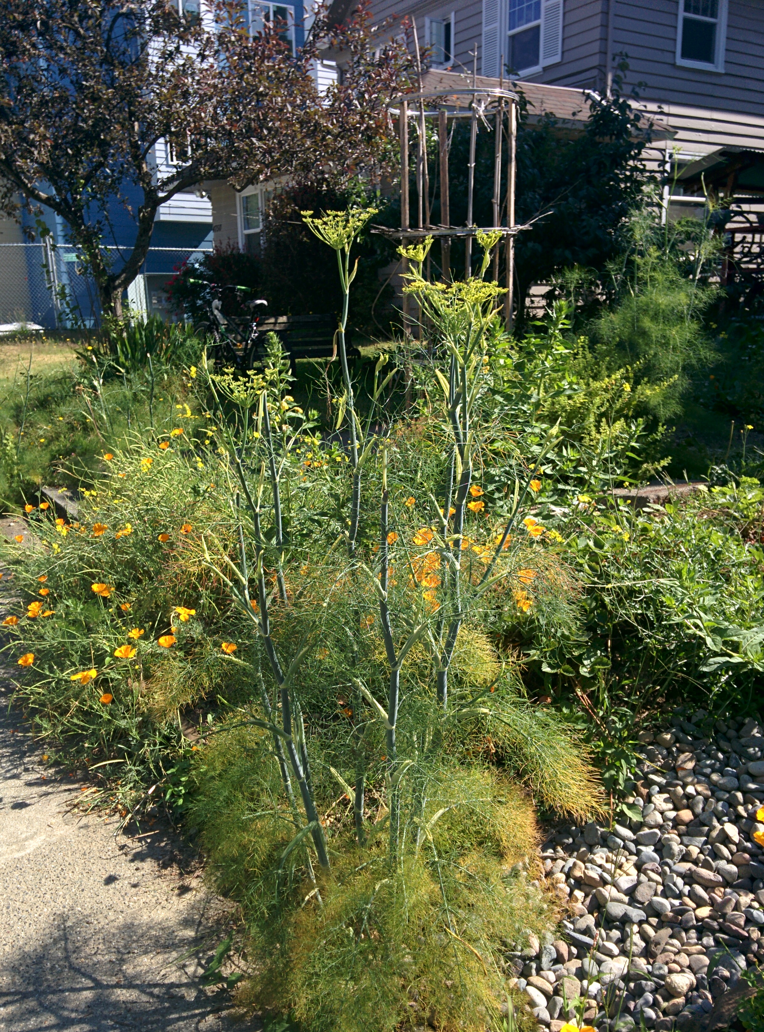 Fennel Stalk Soup Stock 3 Steps Instructables