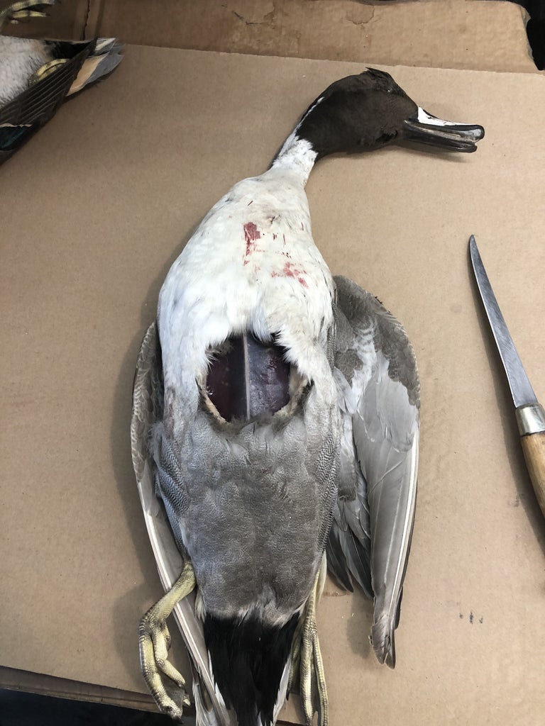 Nice Tips About How To Clean A Wild Duck - Warningliterature