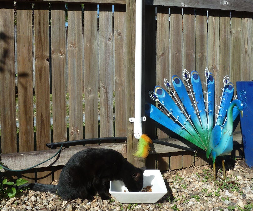 Fun Food Dispenser for Cats. 3 Steps (with Pictures) Instructables
