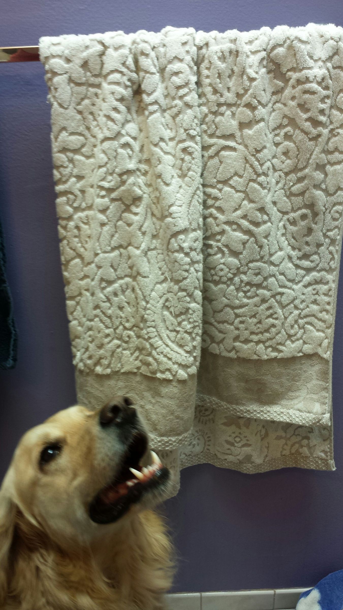 How to Wash Your Dog 7 Steps (with Pictures) Instructables