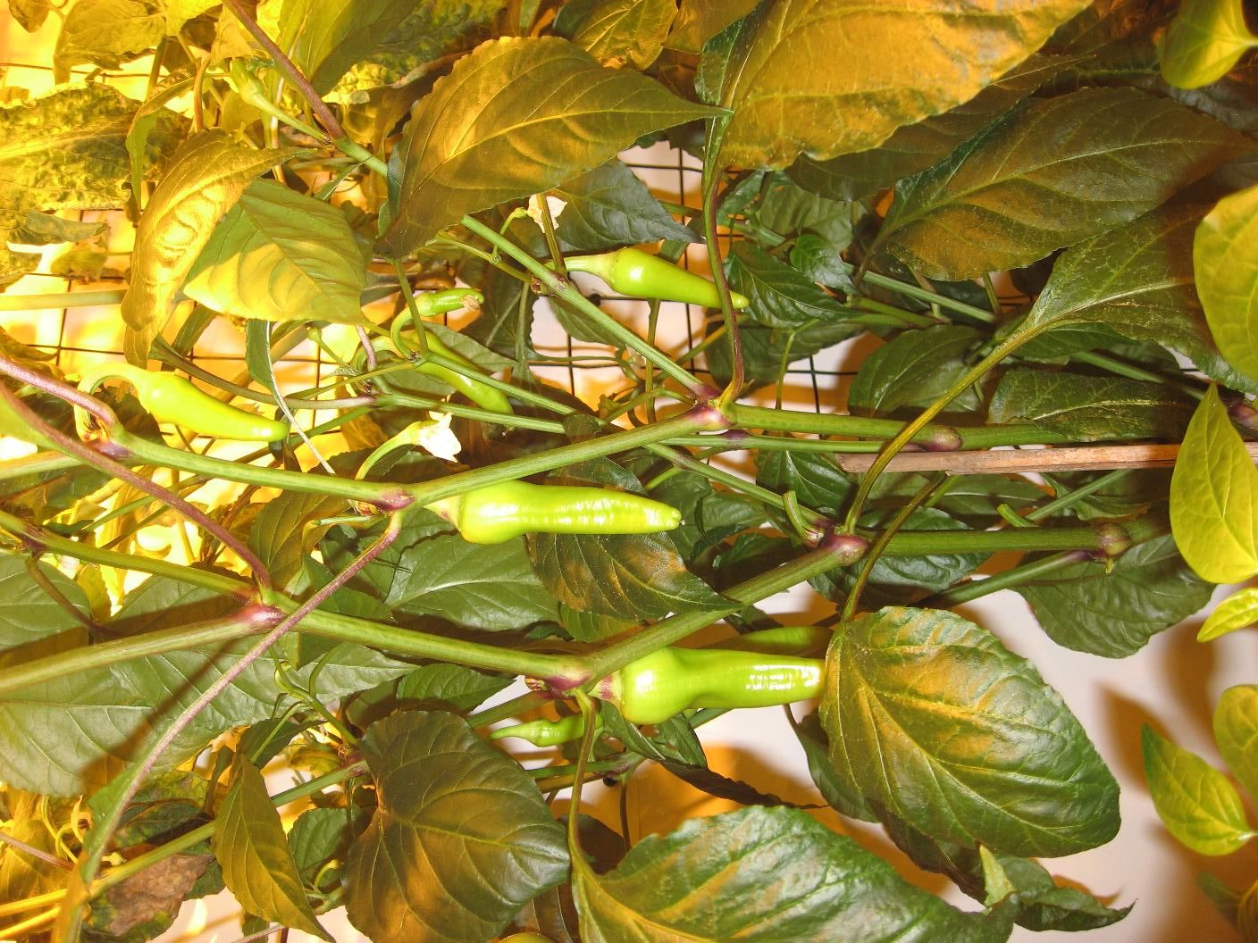 Hydroponic Drip Garden for Vegetables, Herbs or Flowers 16 Steps