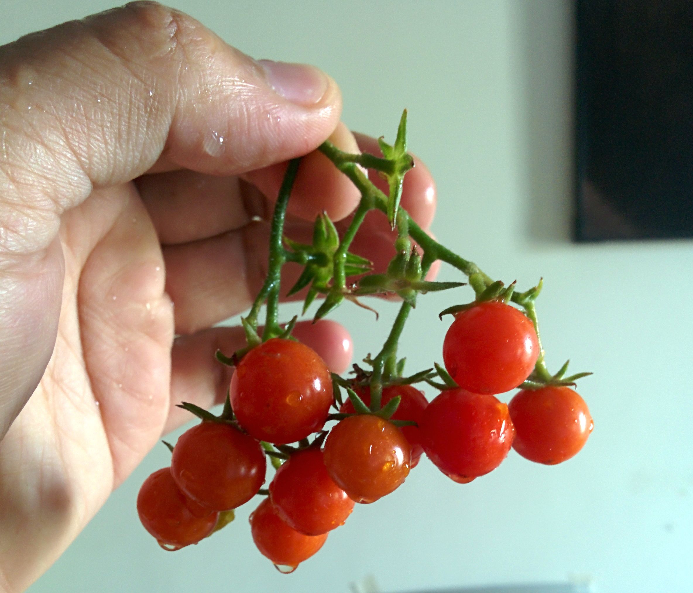 Grow Cherry Tomatoes From Cuttings. a Newbie's Guide.