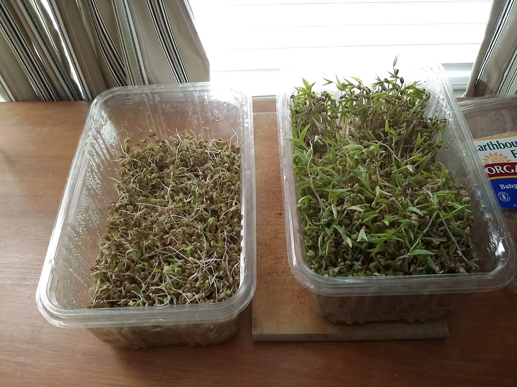 Sprouting Chicken Feed 7 Steps (with Pictures) Instructables