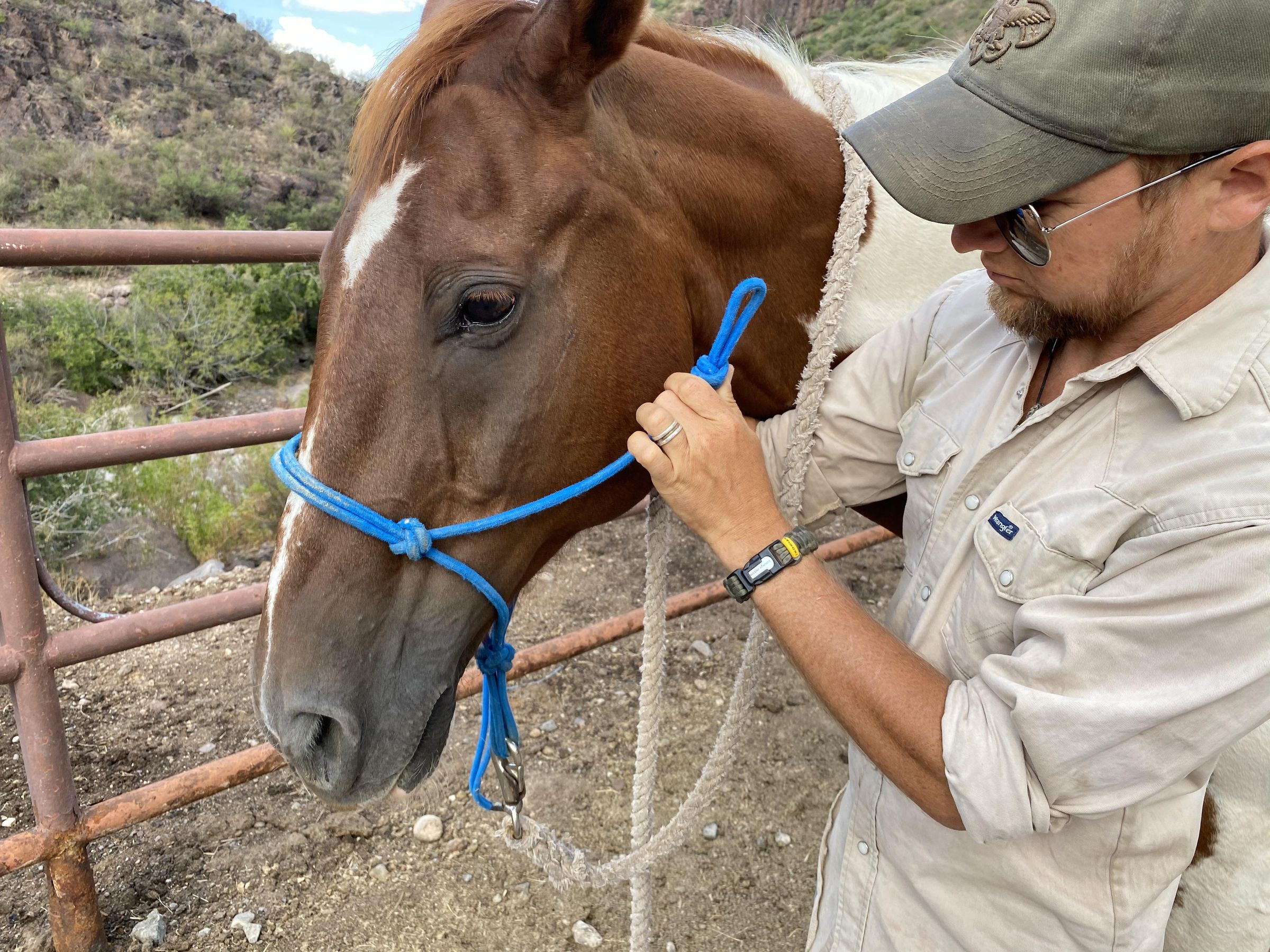 How to Halter a Horse Fit & Tie a Rope Halter 6 Steps (with