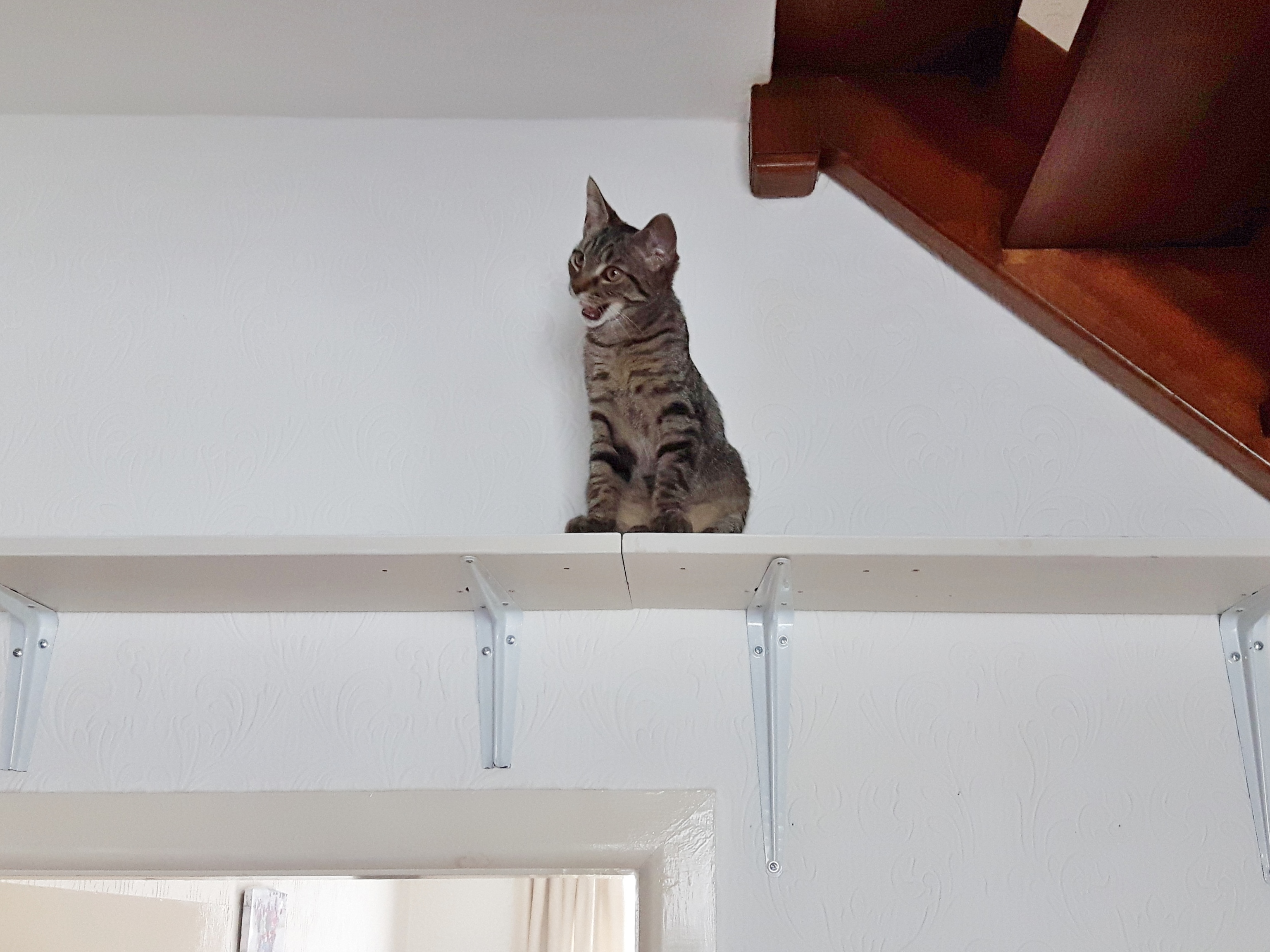cat highway shelves