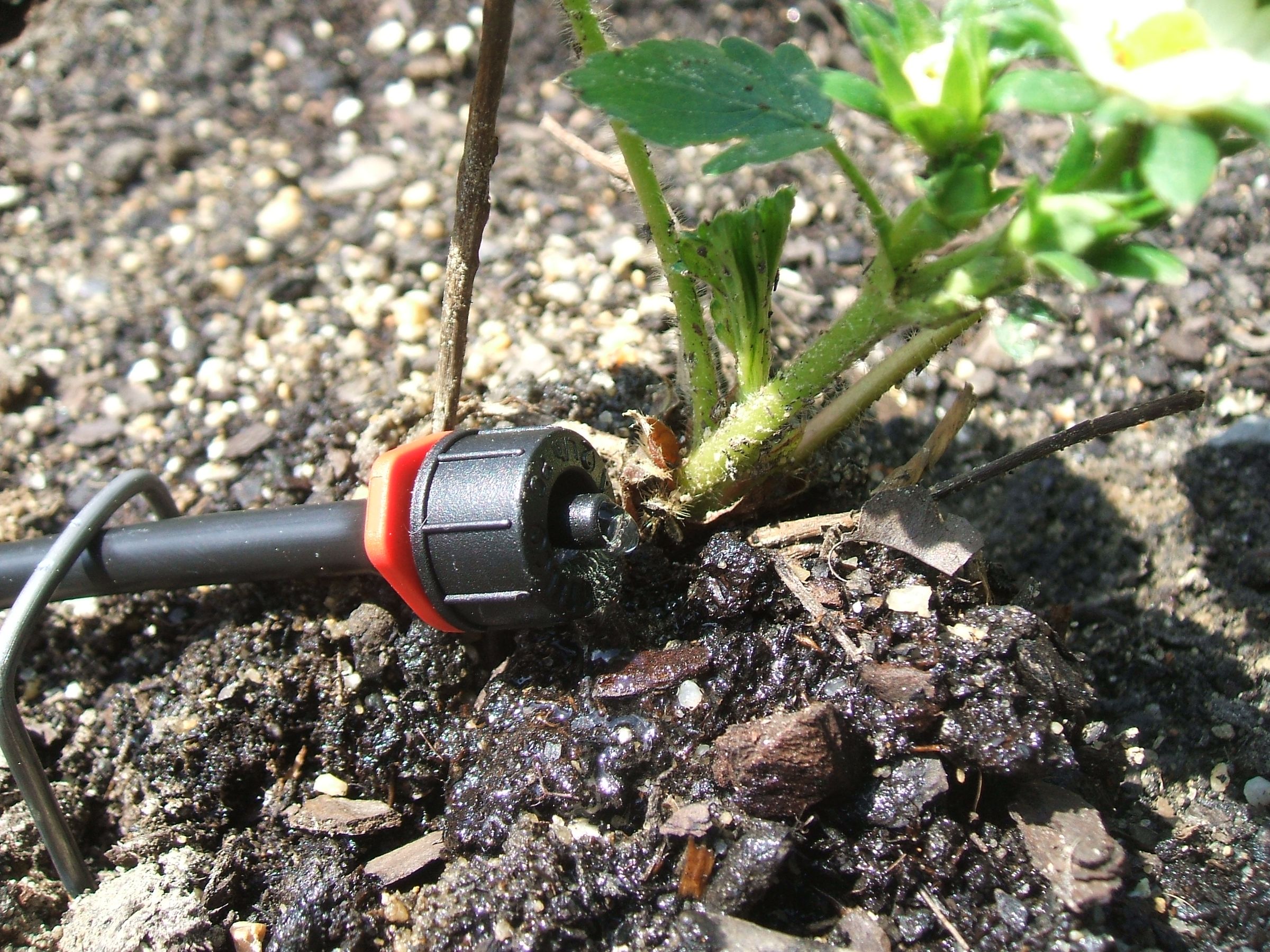 Drip Irrigation! Save the World by Saving Water!
