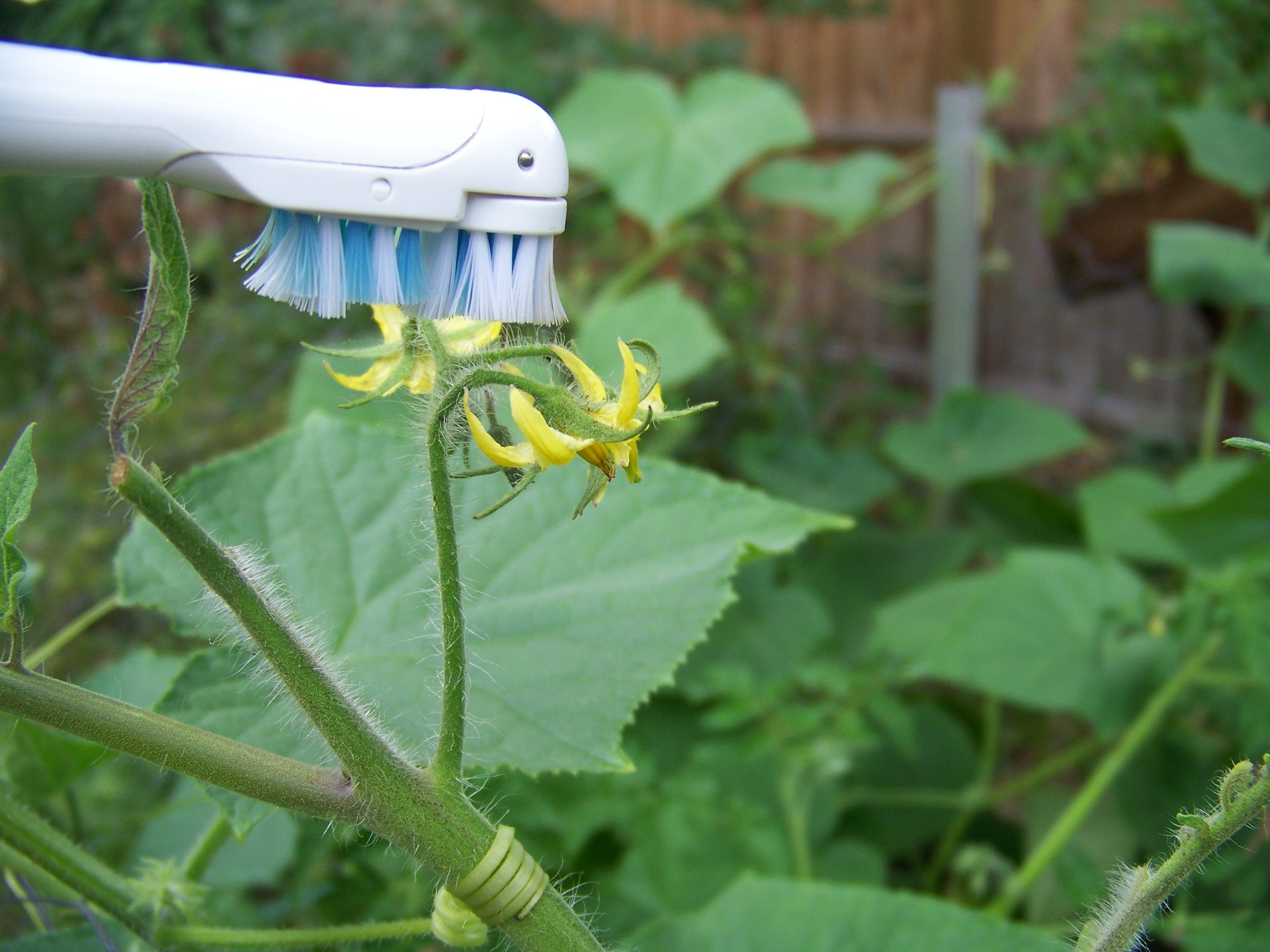 Pollinating Tomatoes Instructables