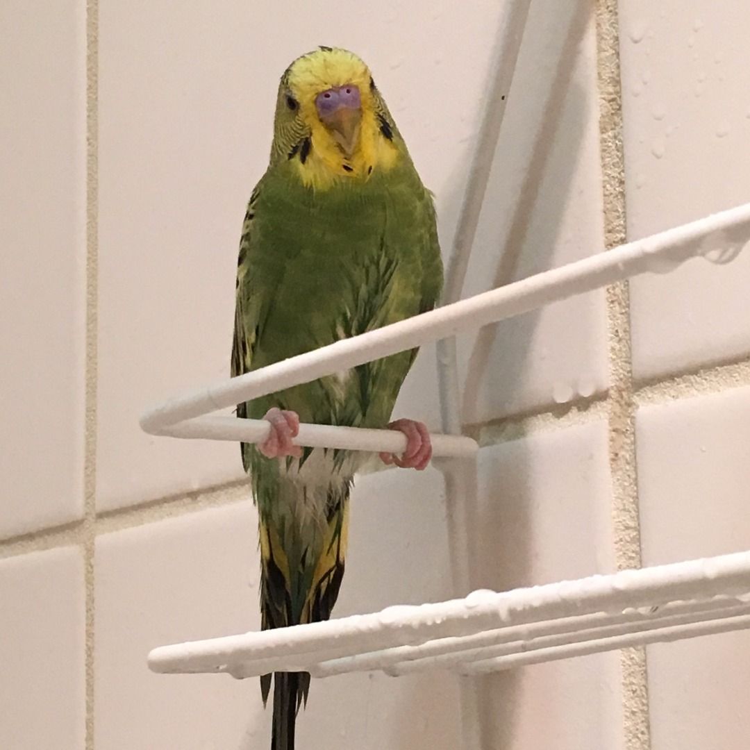 Budgie Shower Perch 5 Steps (with Pictures) Instructables