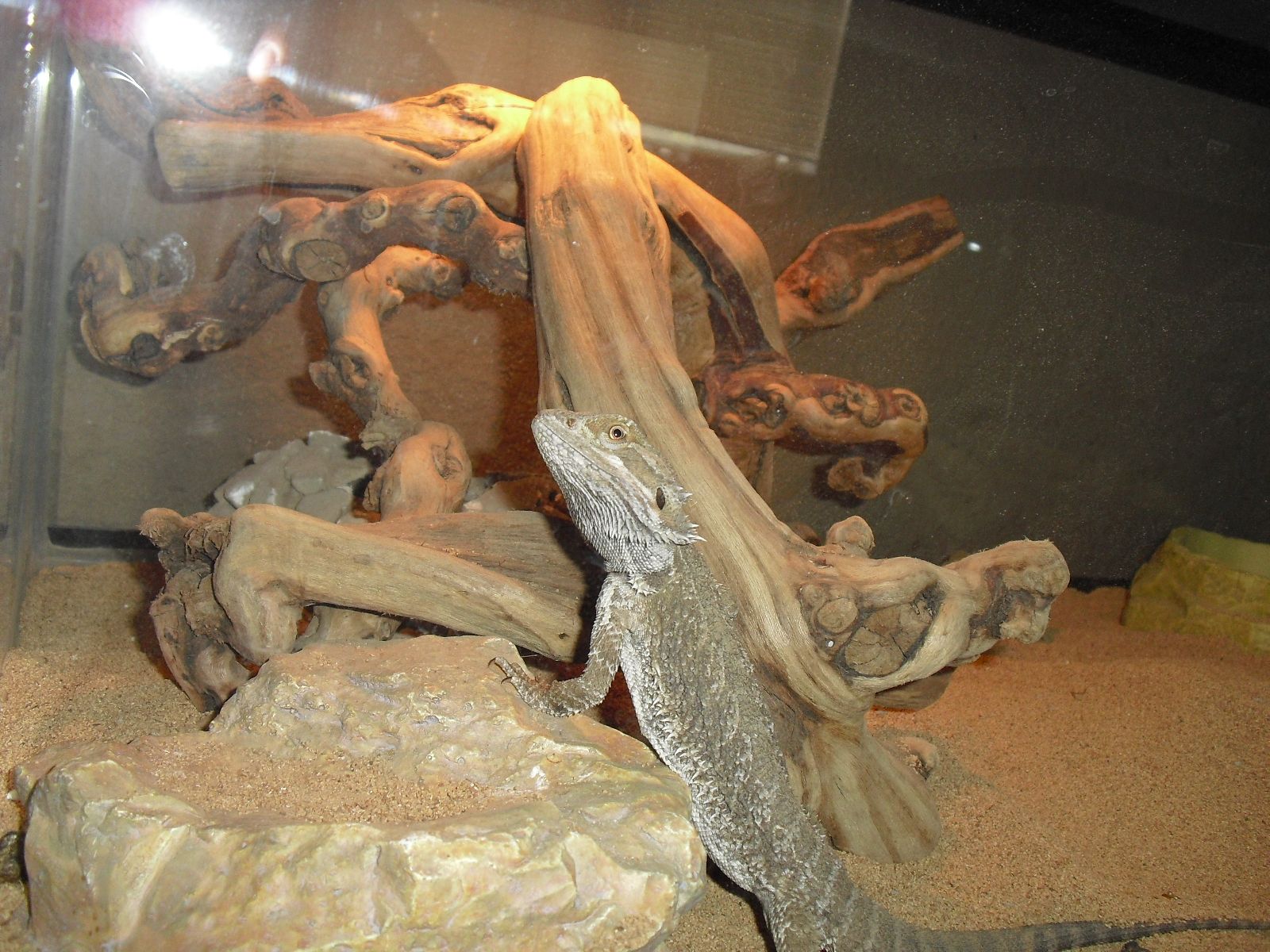 ground walnut shell bedding for bearded dragons