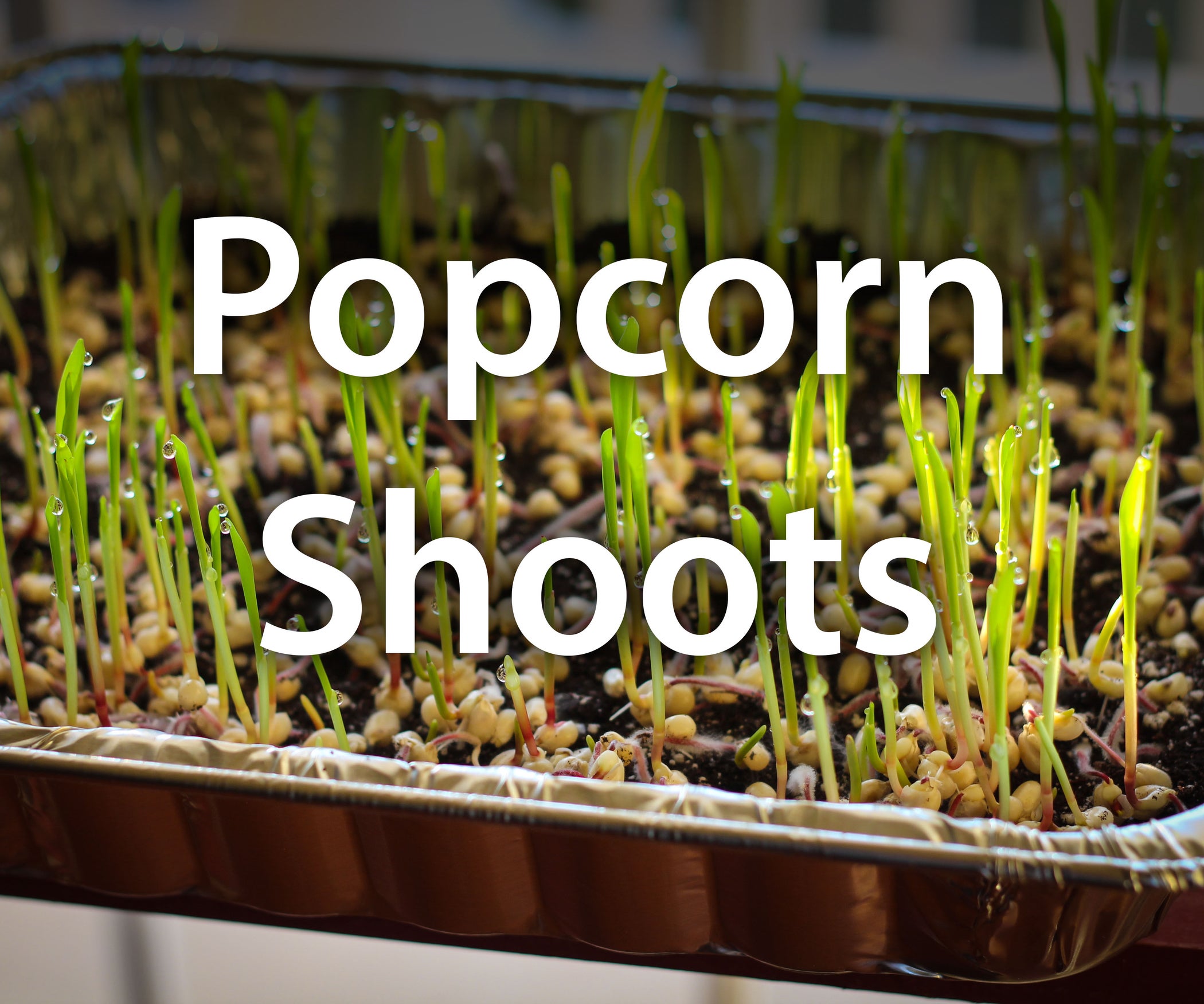 How to Grow Popcorn Shoots 9 Steps (with Pictures) Instructables