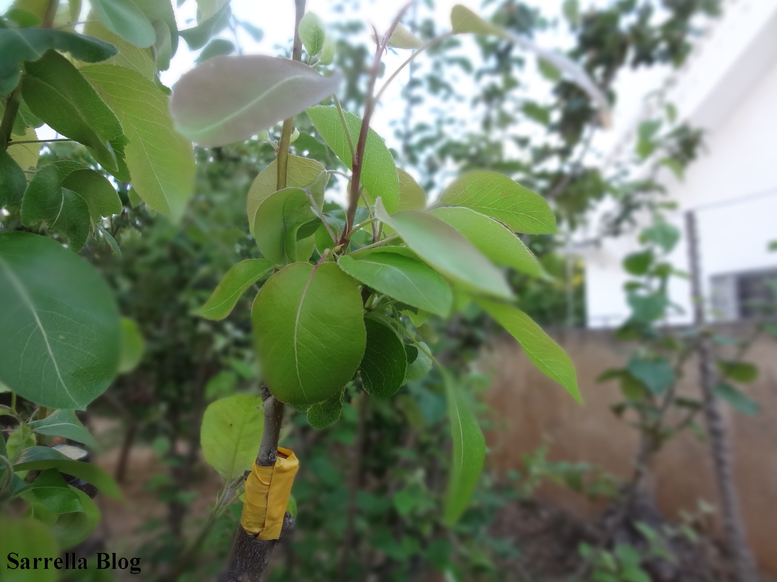 Grafting a Pear Scion to a Quince Tree 14 Steps (with Pictures