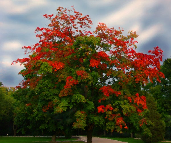 Creating a Watercolor Painting in Photoshop.