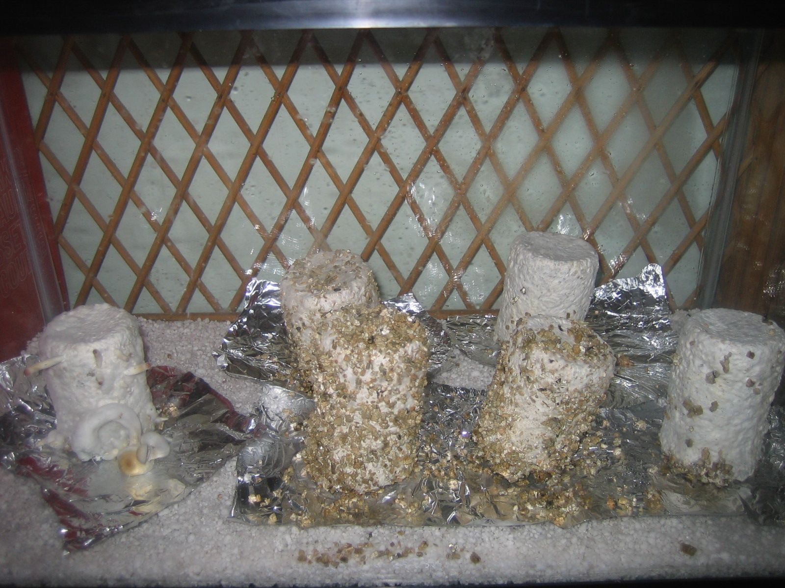 Growing Mushrooms PF Tek 12 Steps (with Pictures) Instructables