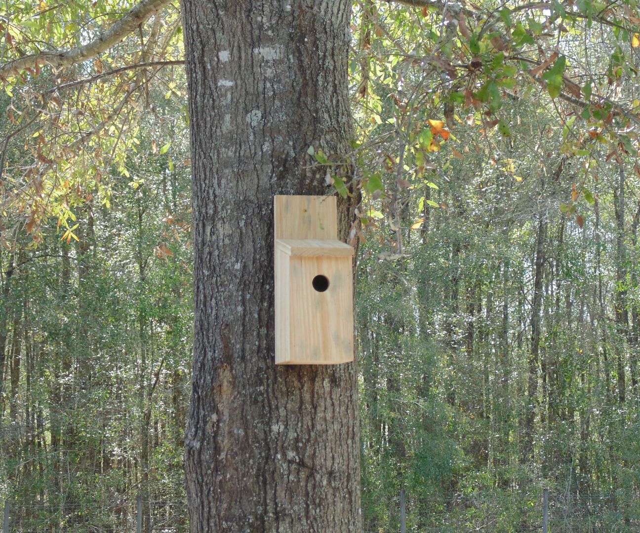 The Ultimate Pest Control - a Simple Bird House!