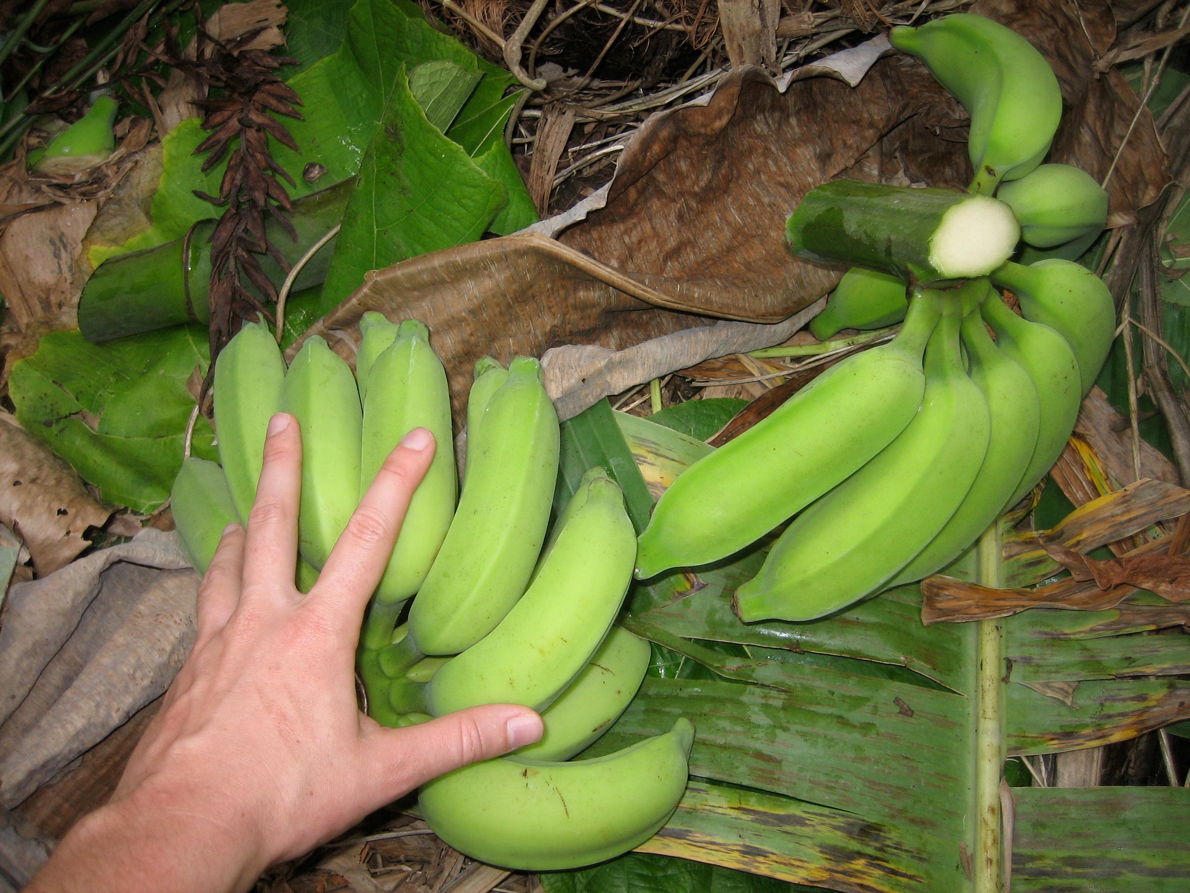 How to Harvest Bananas 9 Steps (with Pictures) Instructables