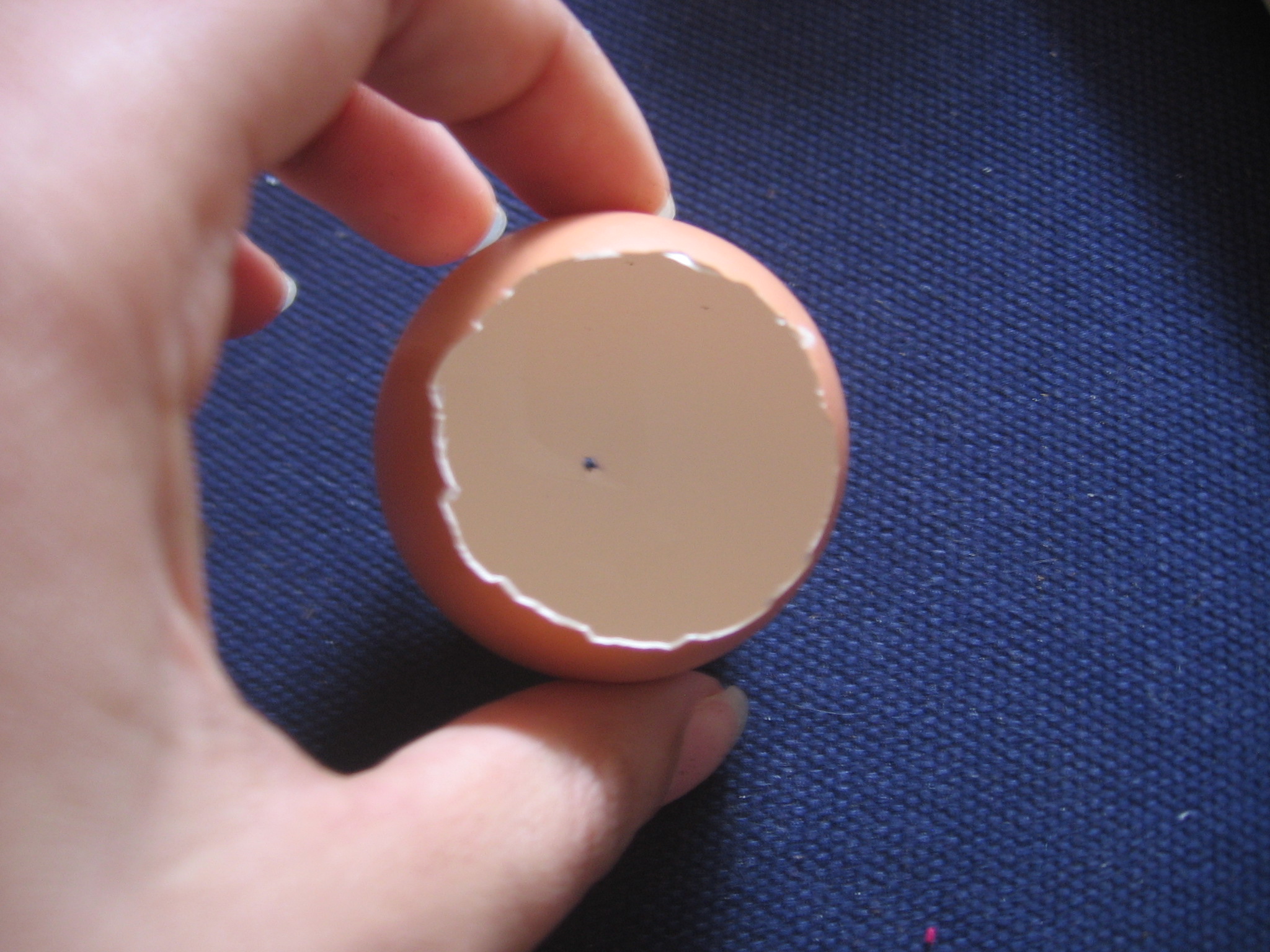 Eggshell Seed Starters 7 Steps (with Pictures) Instructables