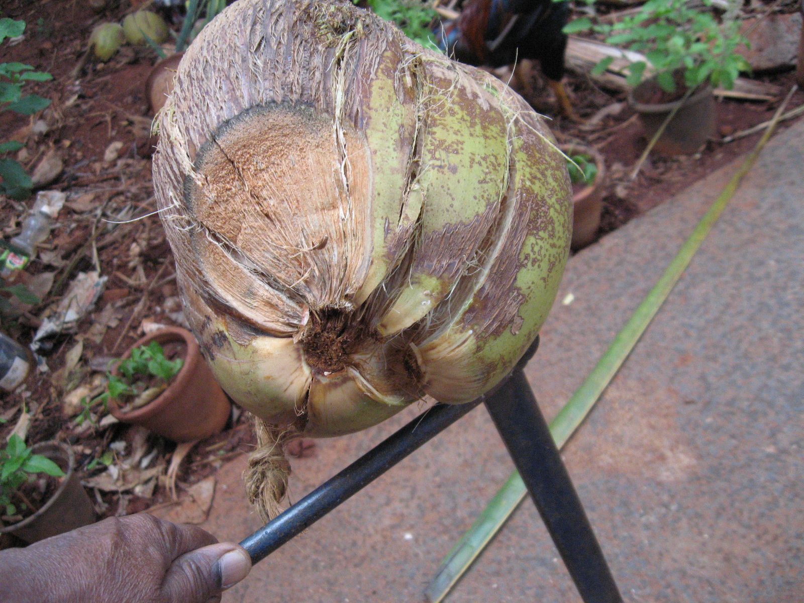How to Husk Coconut Using Localmade Tool 3 Steps (with Pictures