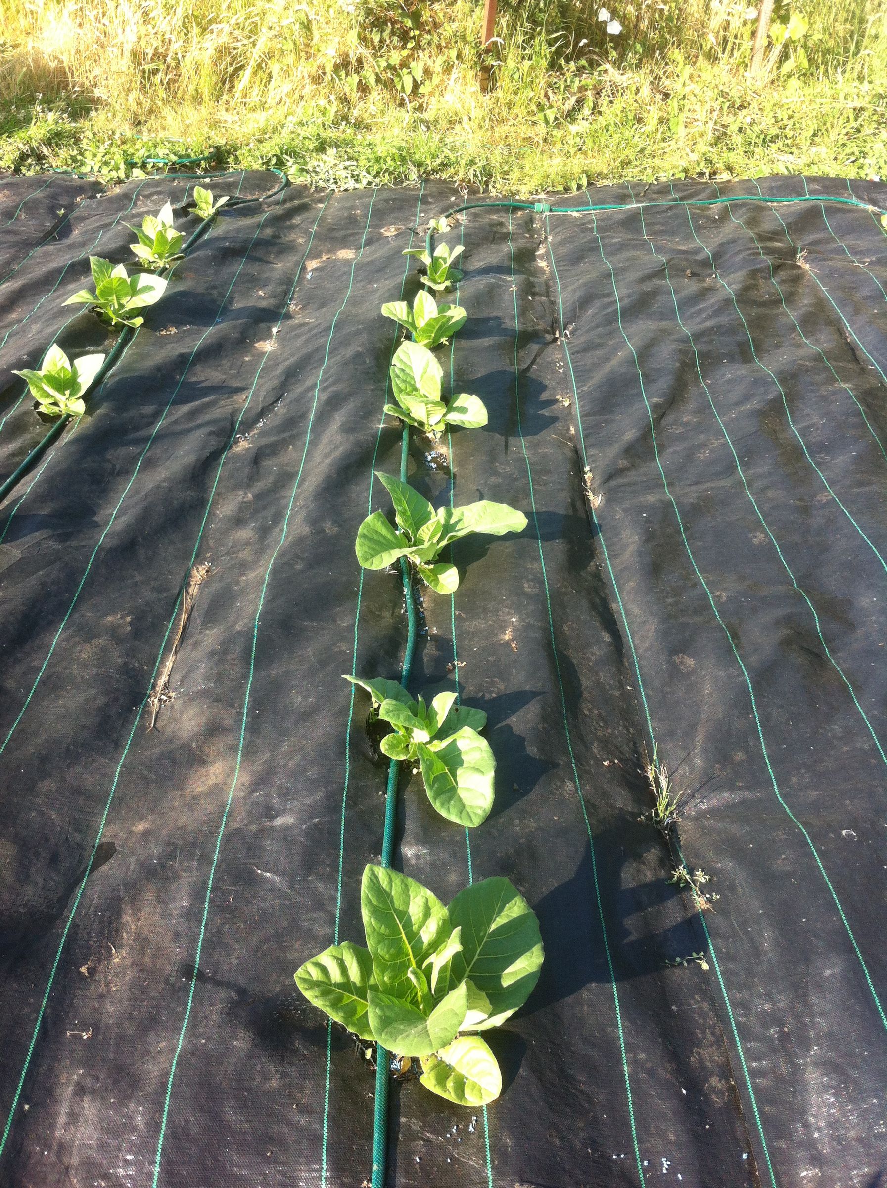 Growing Tobacco 6 Steps (with Pictures) Instructables