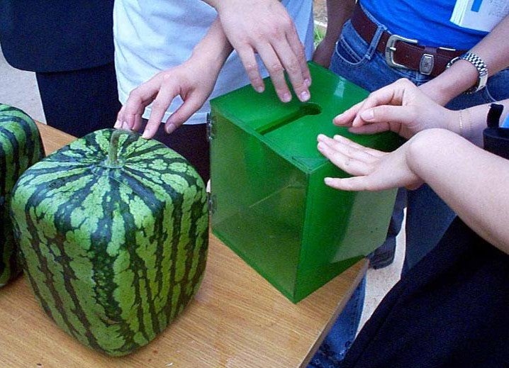 Grow a Square Watermelon 9 Steps (with Pictures) Instructables
