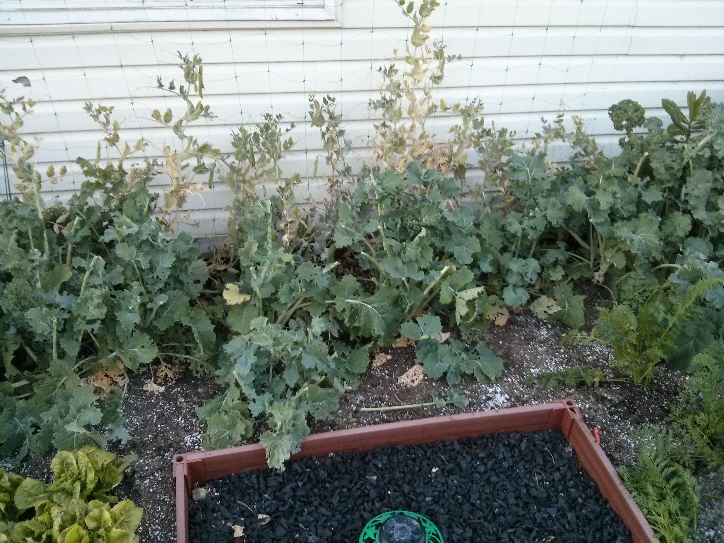 What to Do When You Have Too Much Kale 5 Steps Instructables