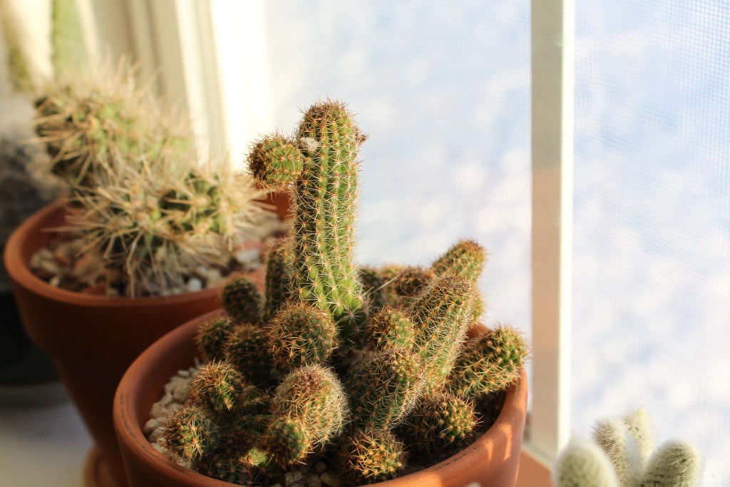 Follow the Sun and Add Grow Lights If Needed