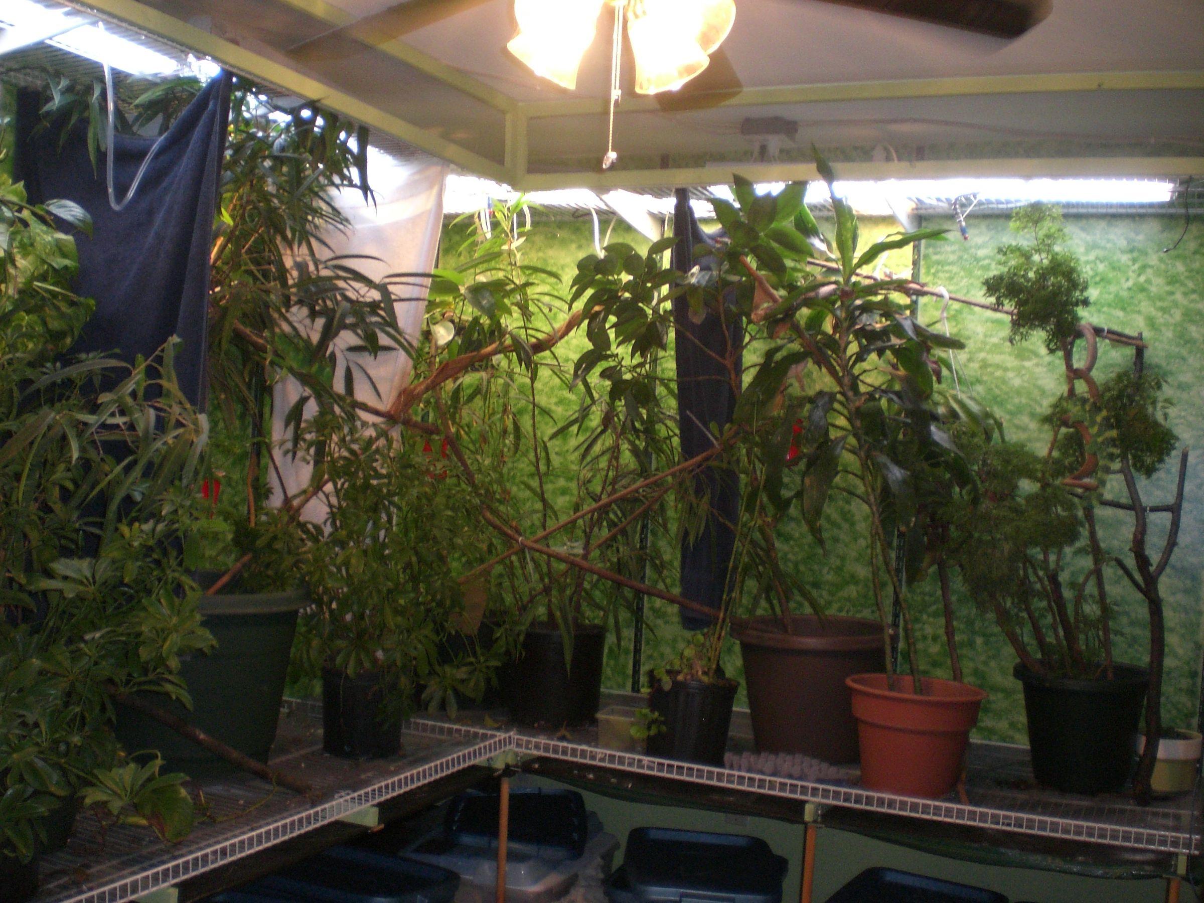 large chameleon enclosure