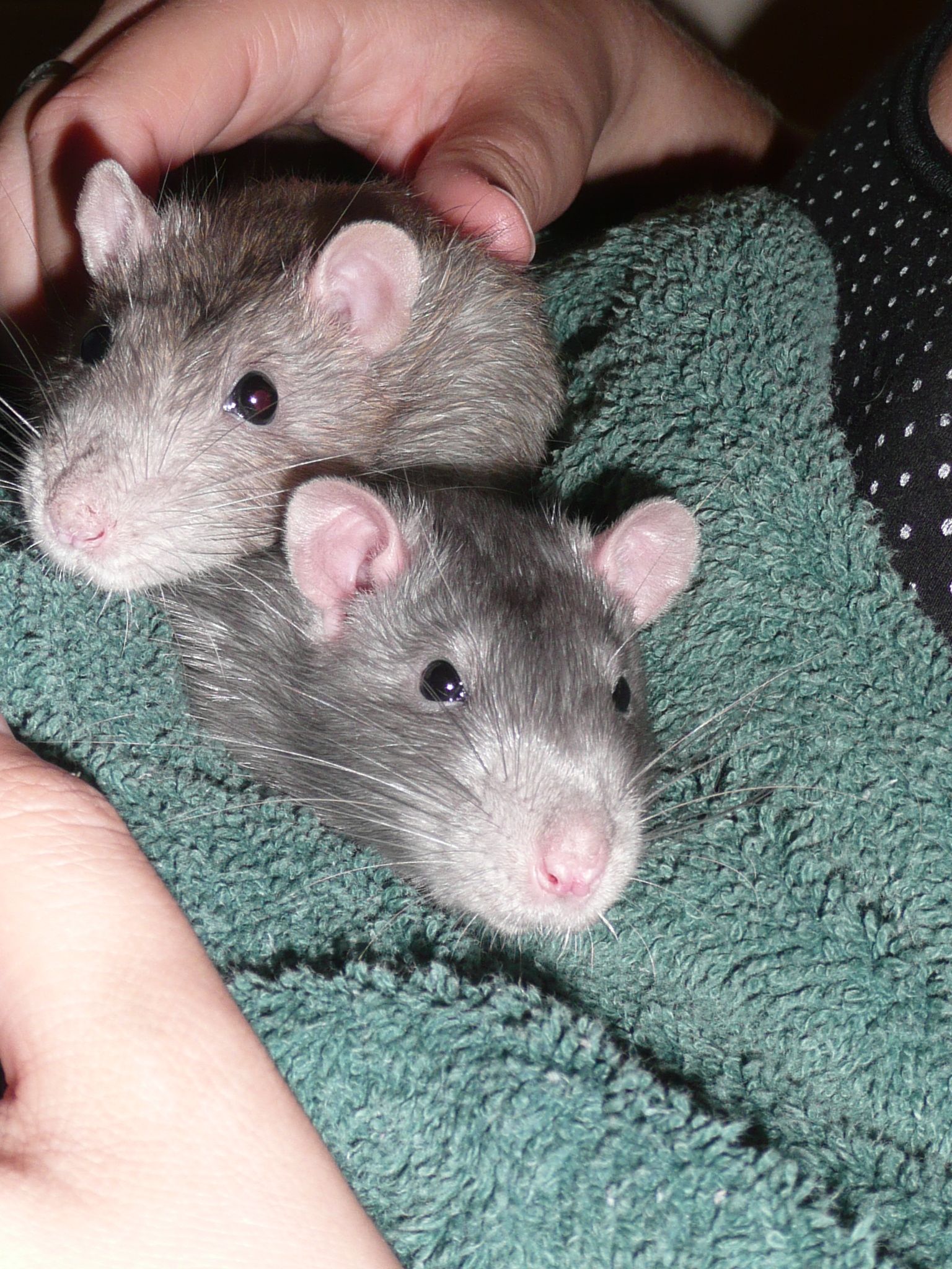 How To Pet Rats 8 Steps Instructables