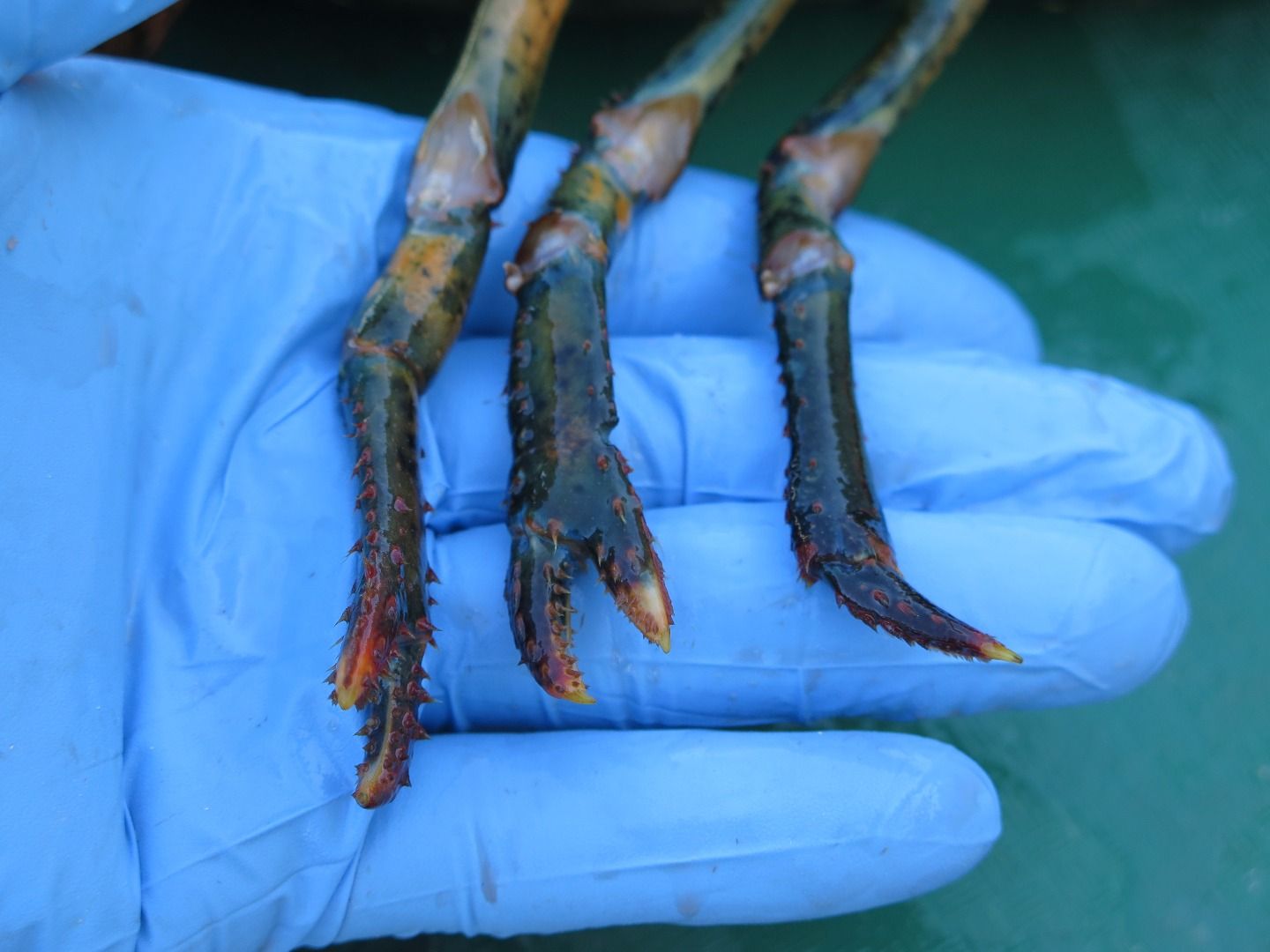 Lobster Dissection : 11 Steps - Instructables