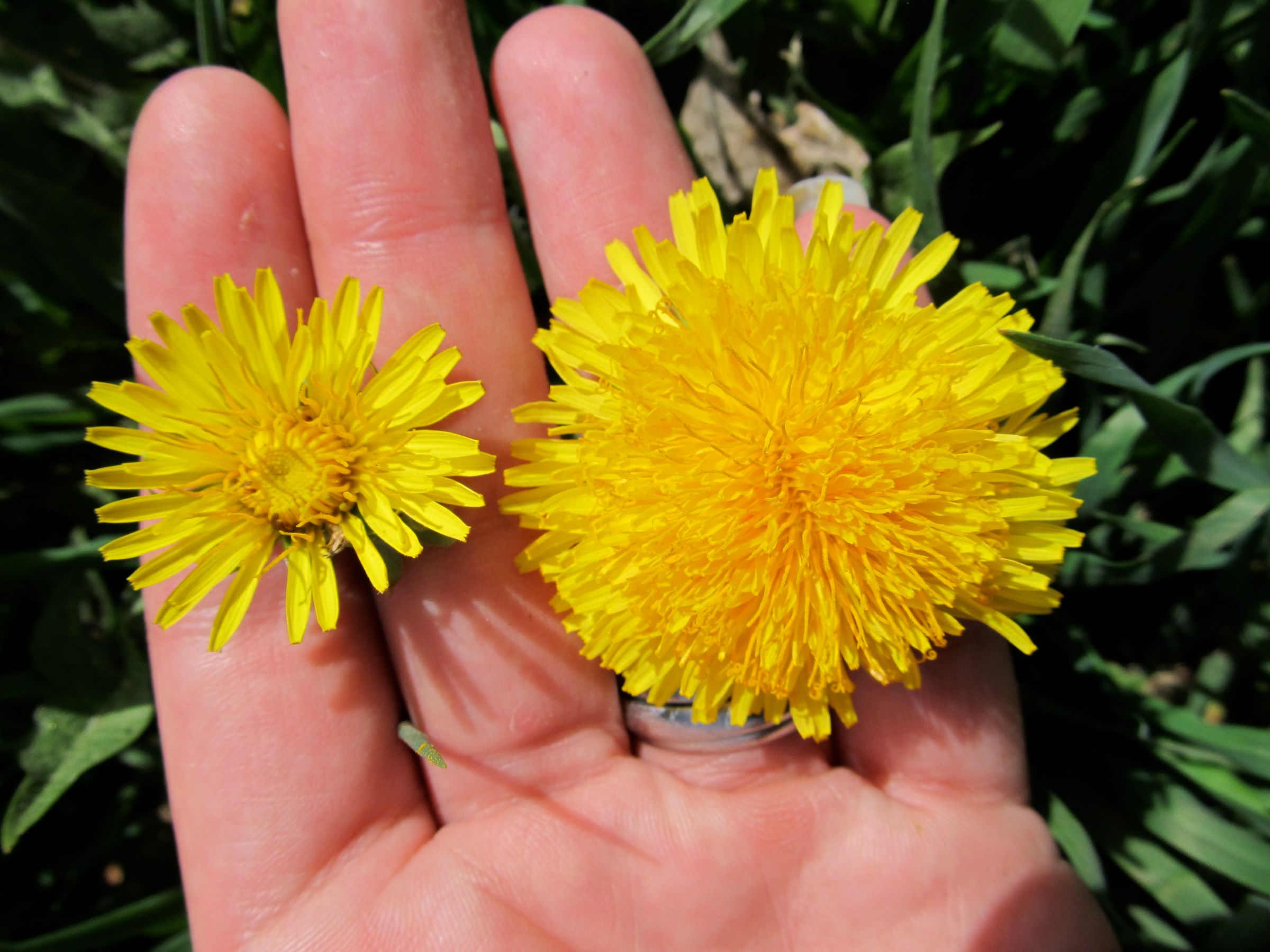 Harvest Your Dandelions! 6 Steps (with Pictures) Instructables