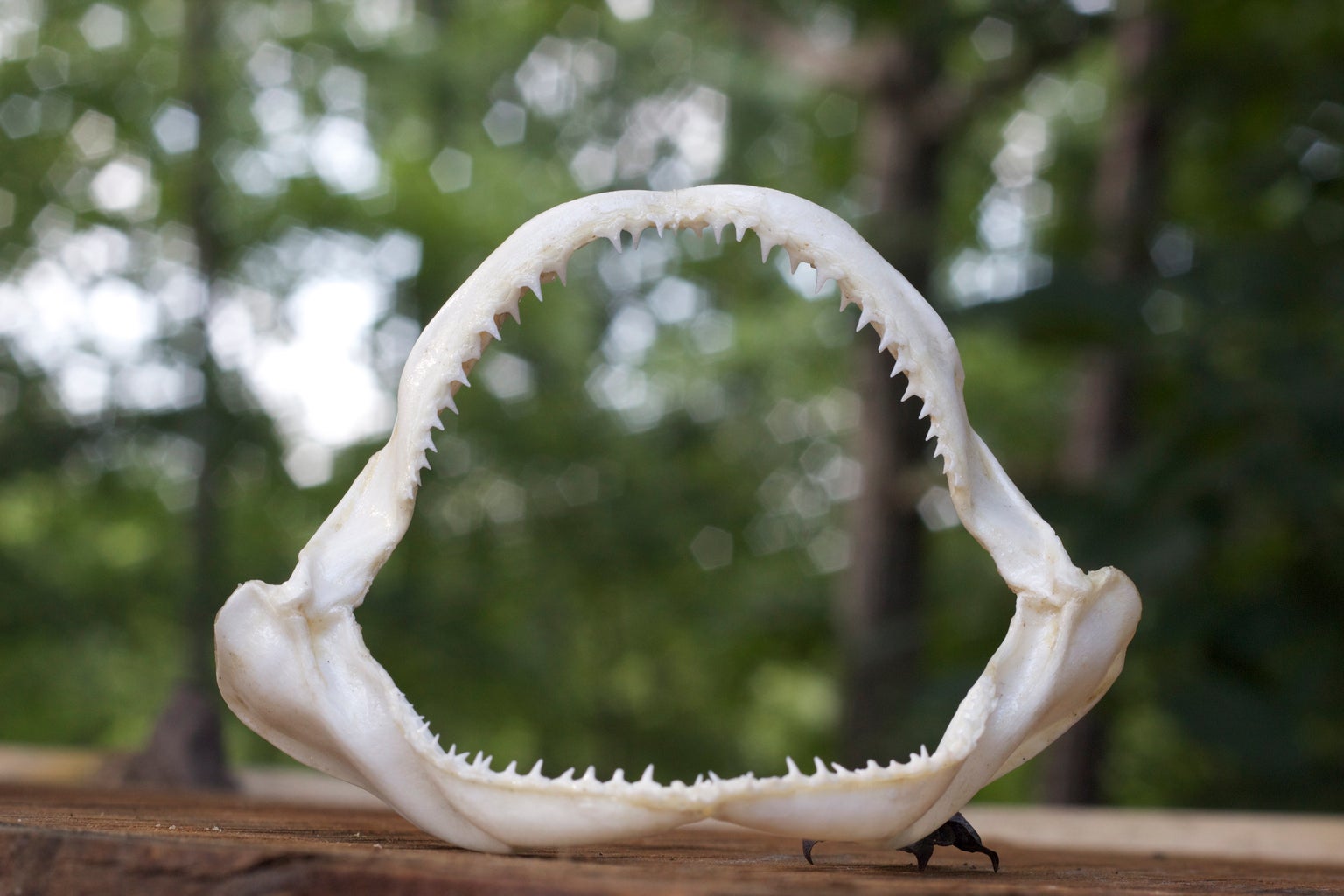 Preserving Shark Jaws And Skin From Start To Finish : 9 Steps (With  Pictures) - Instructables